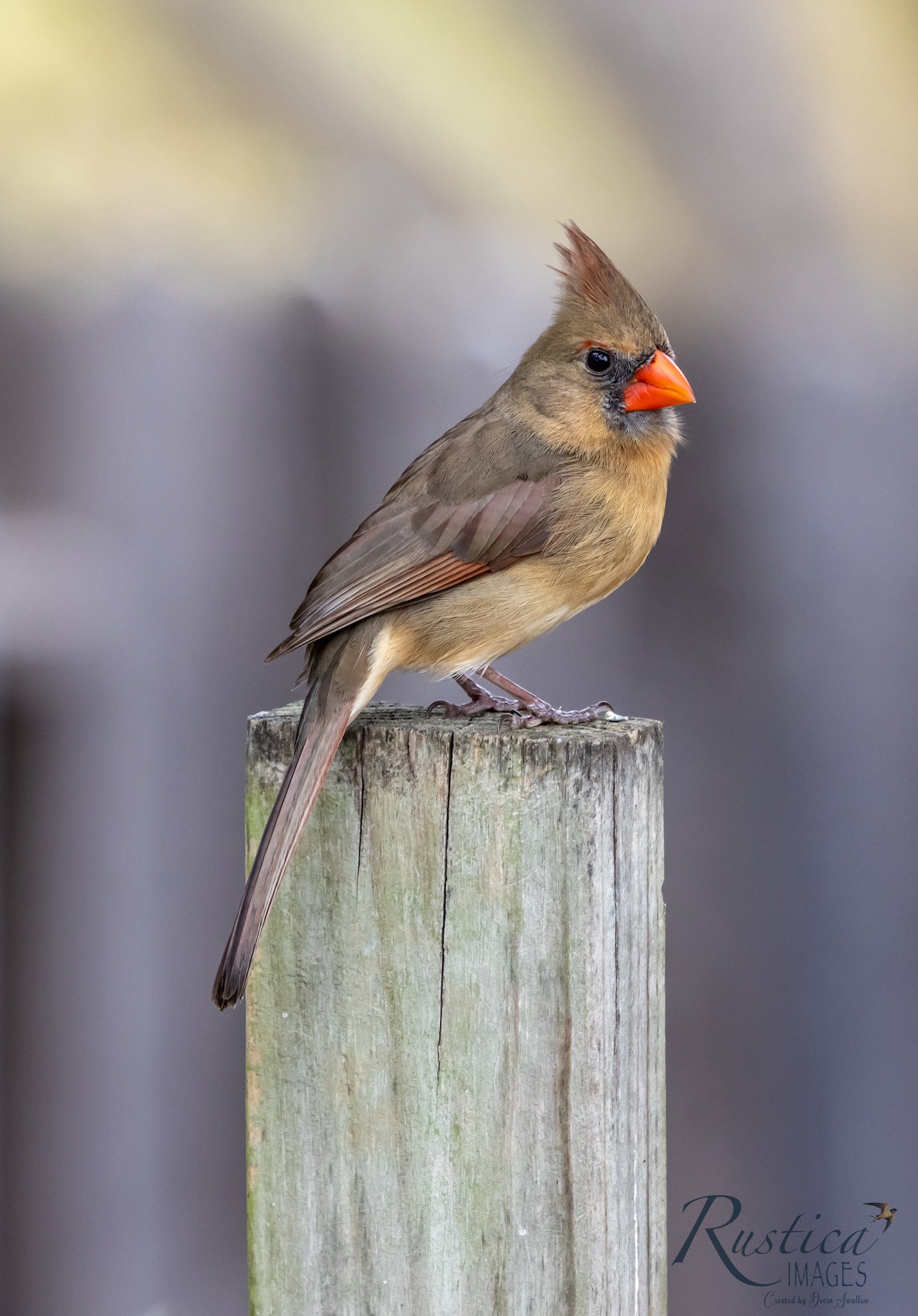 Cardinal, female