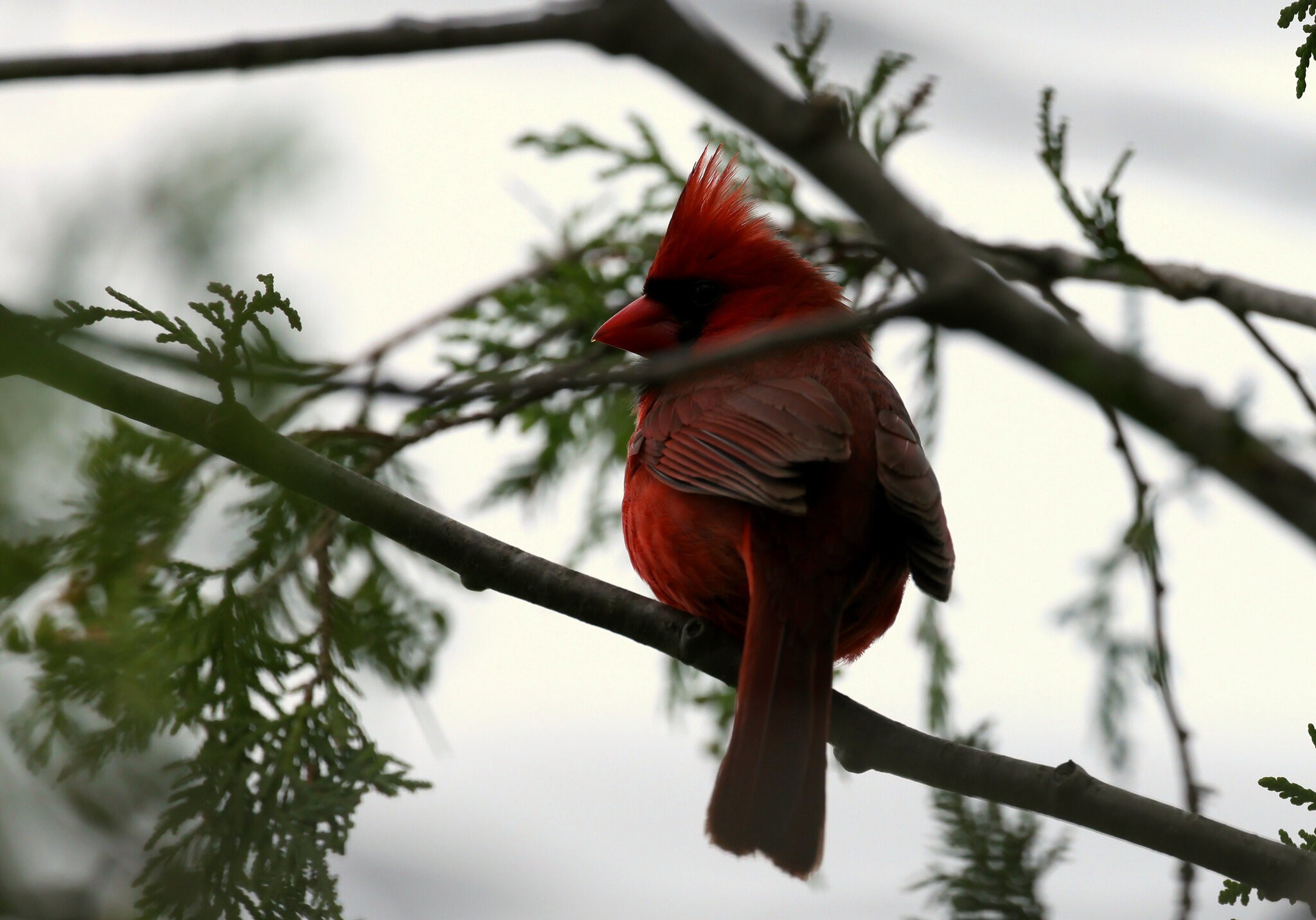 cardinal.jpg