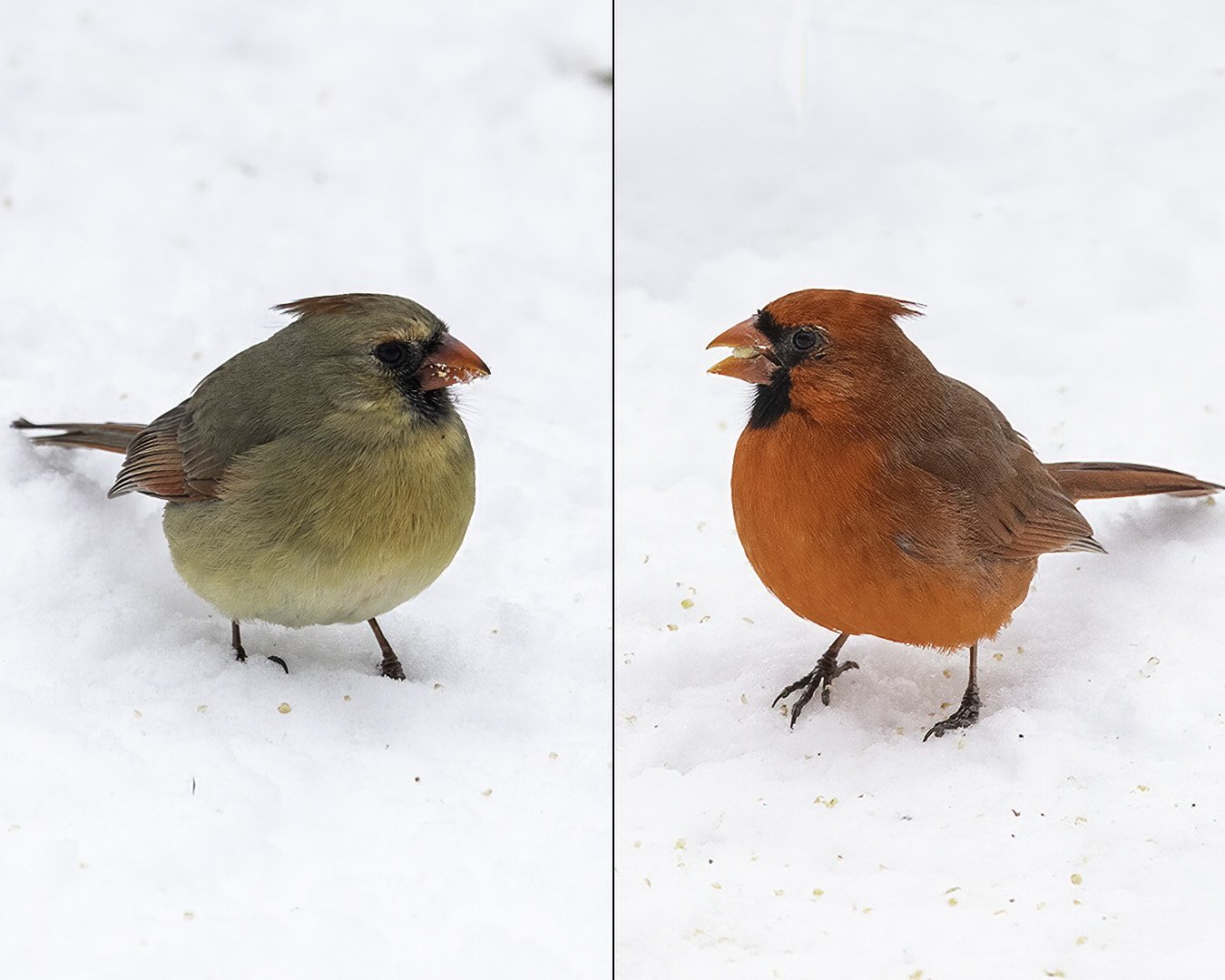 Cardinal male & female.jpg