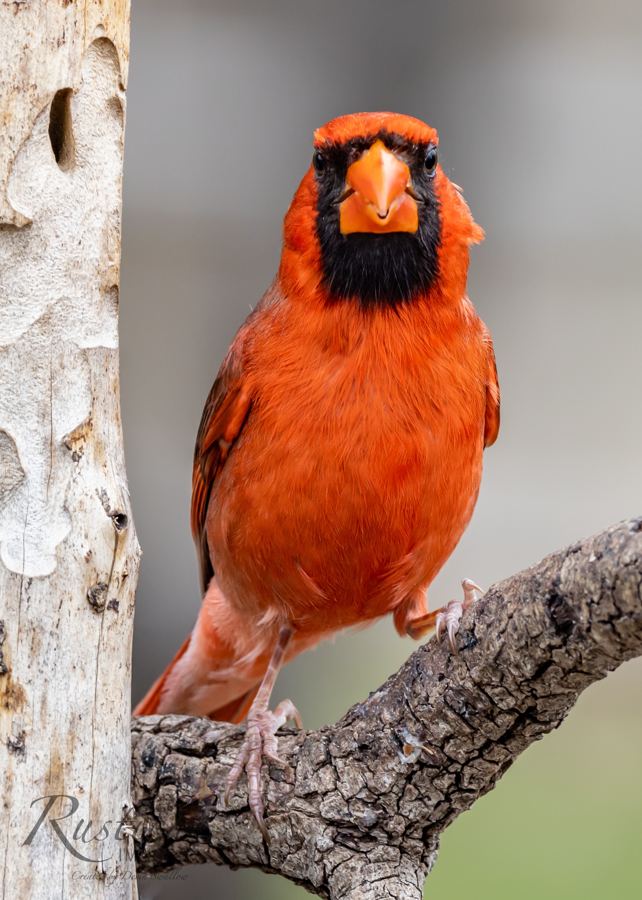 Cardinal San Antonio