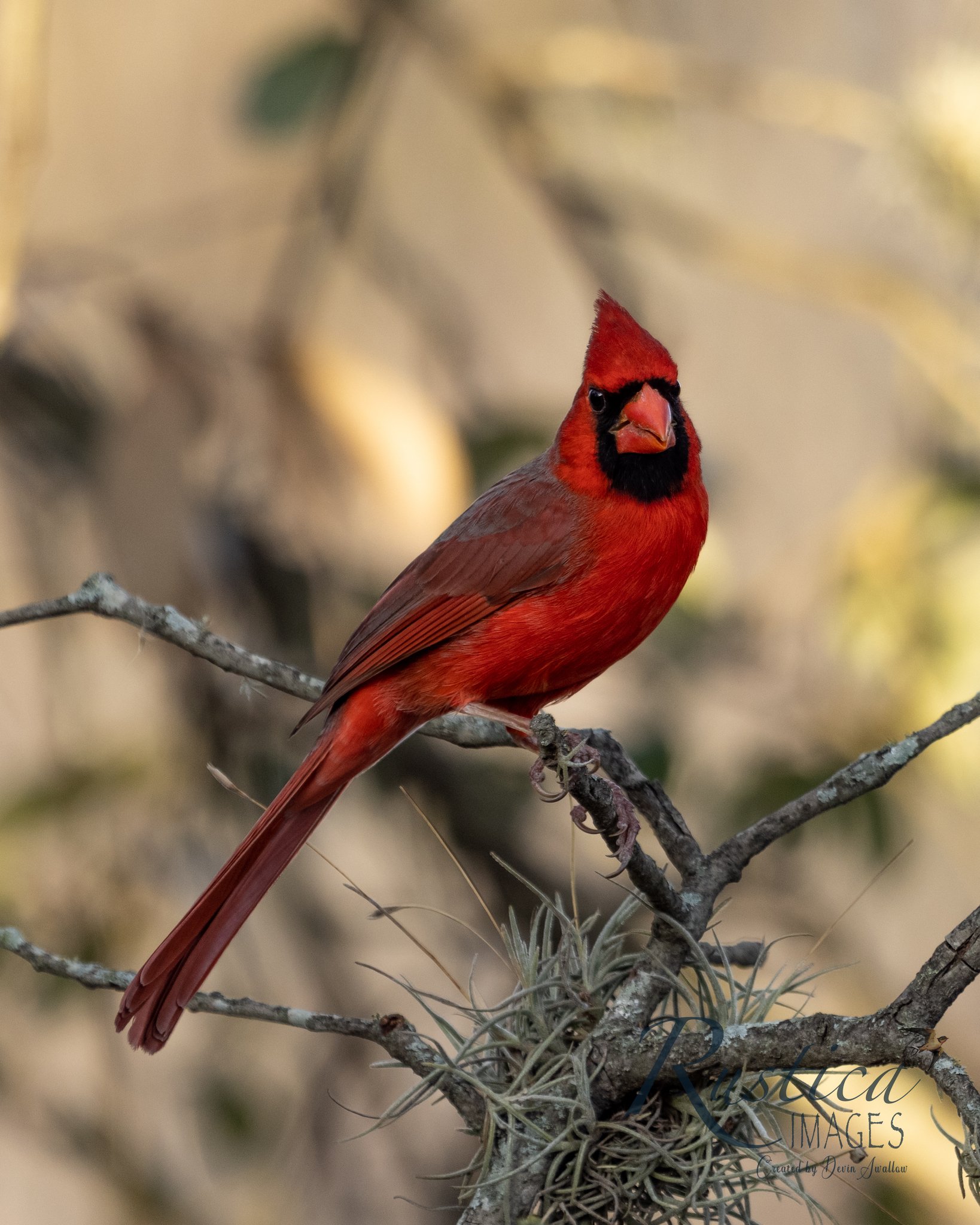 Cardinal