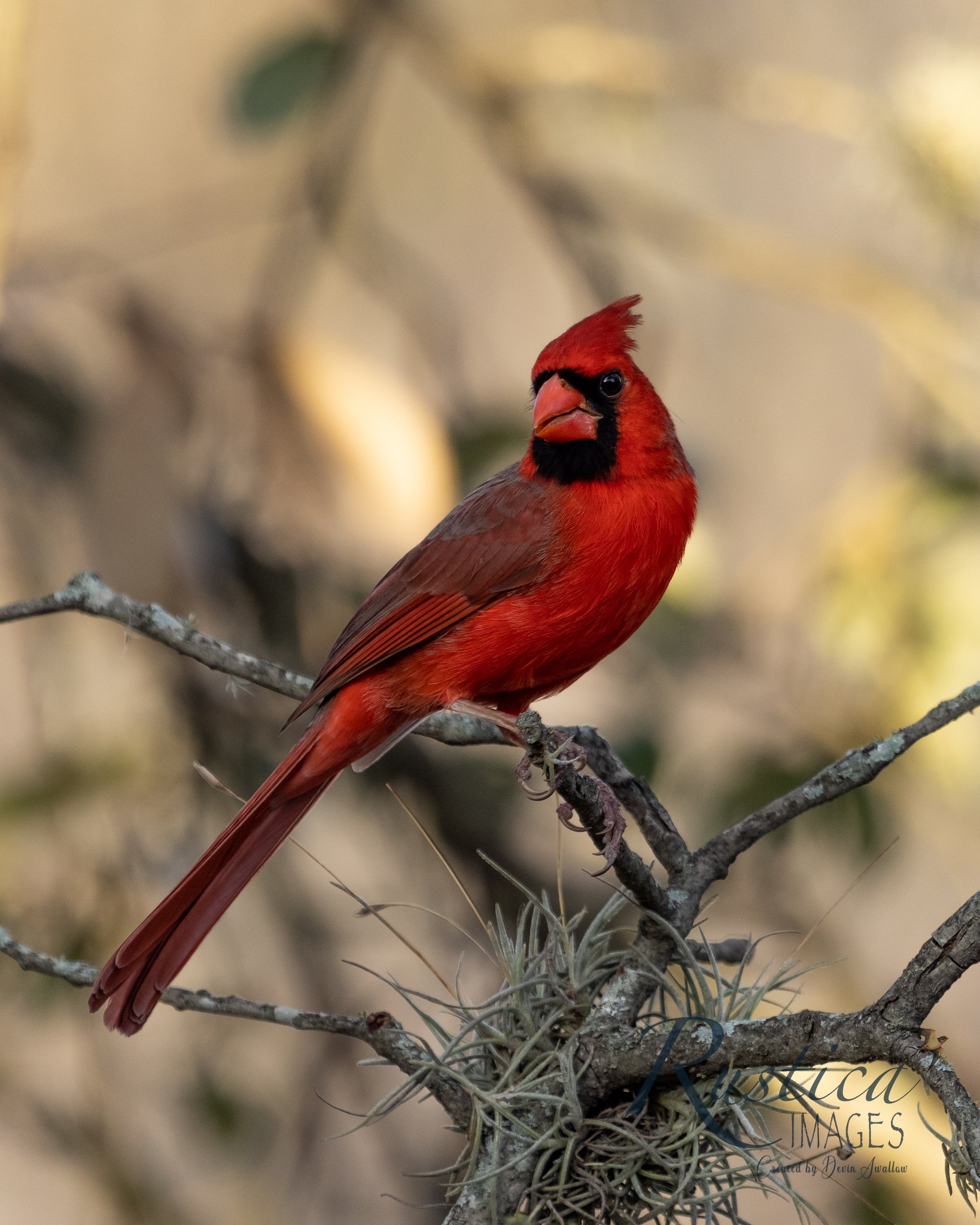 Cardinal