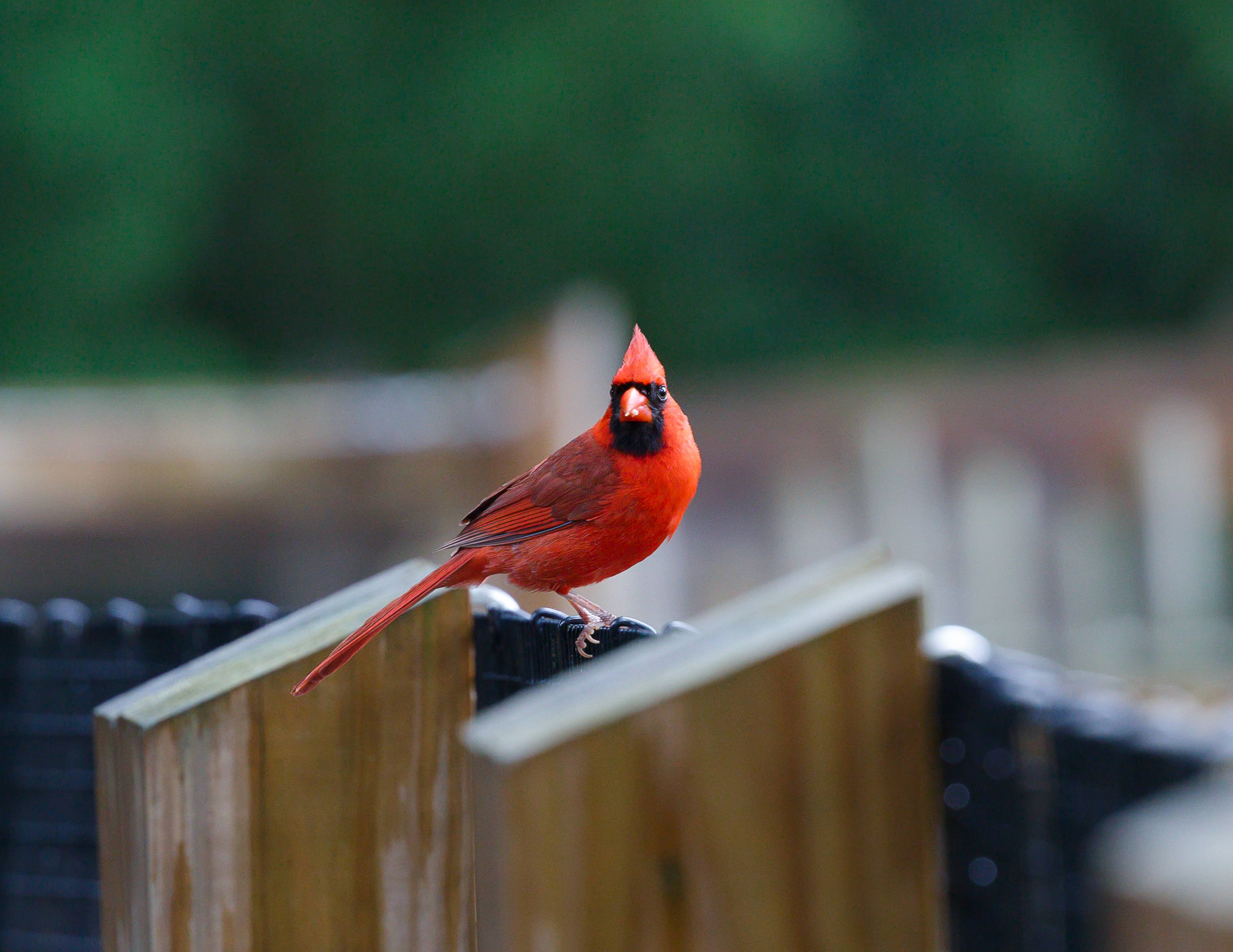 Cardinal