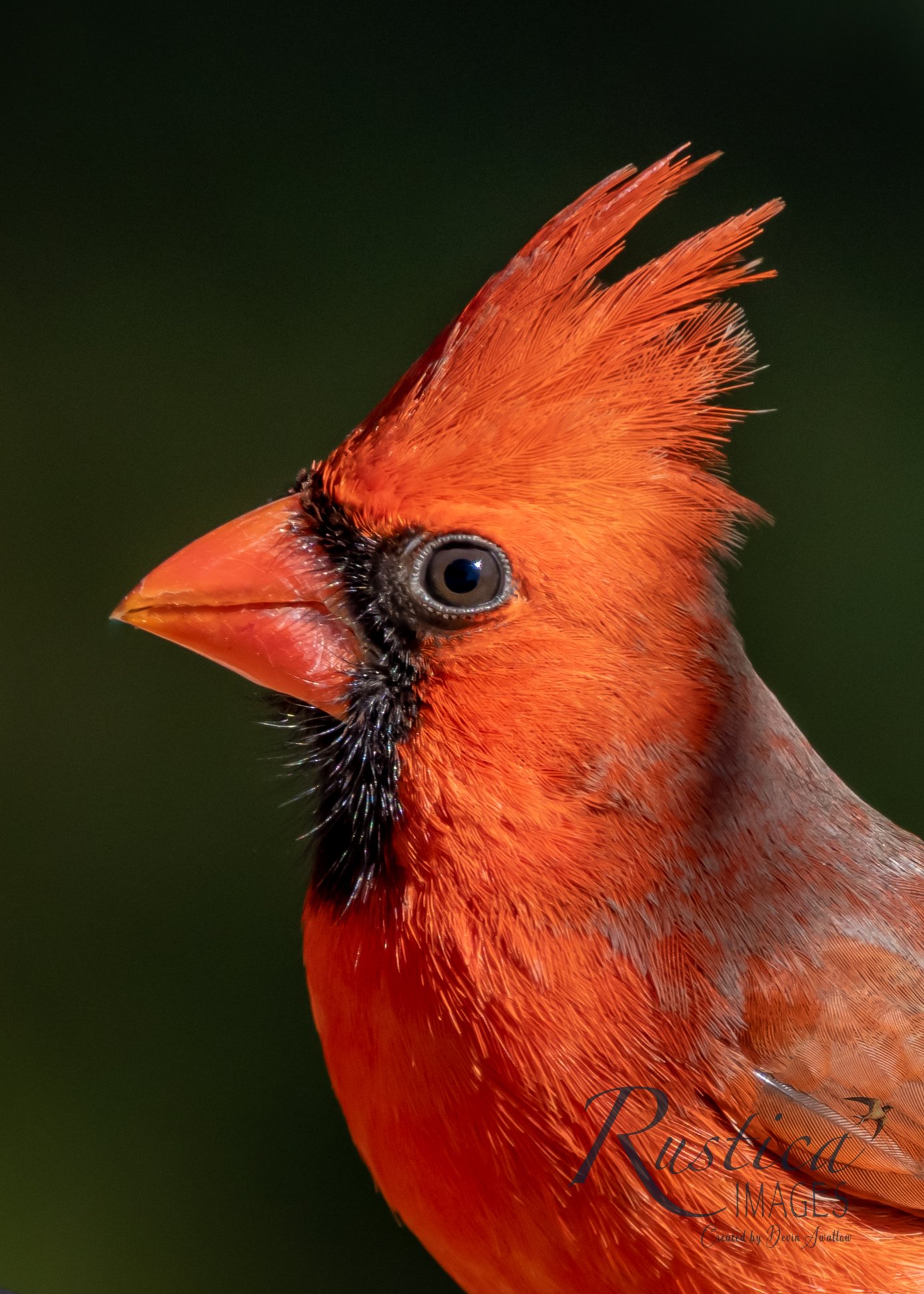 Cardinal