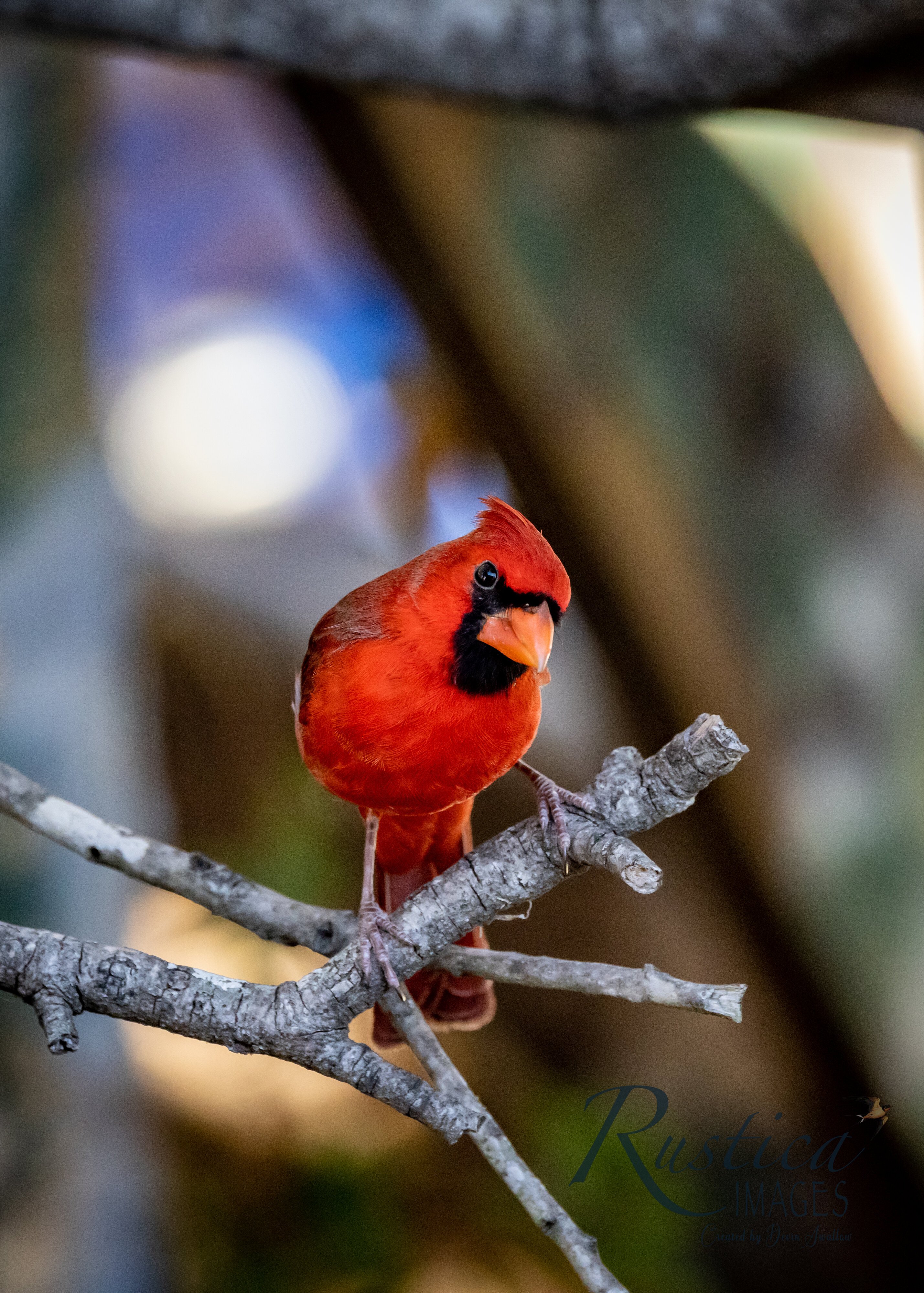 Cardinal