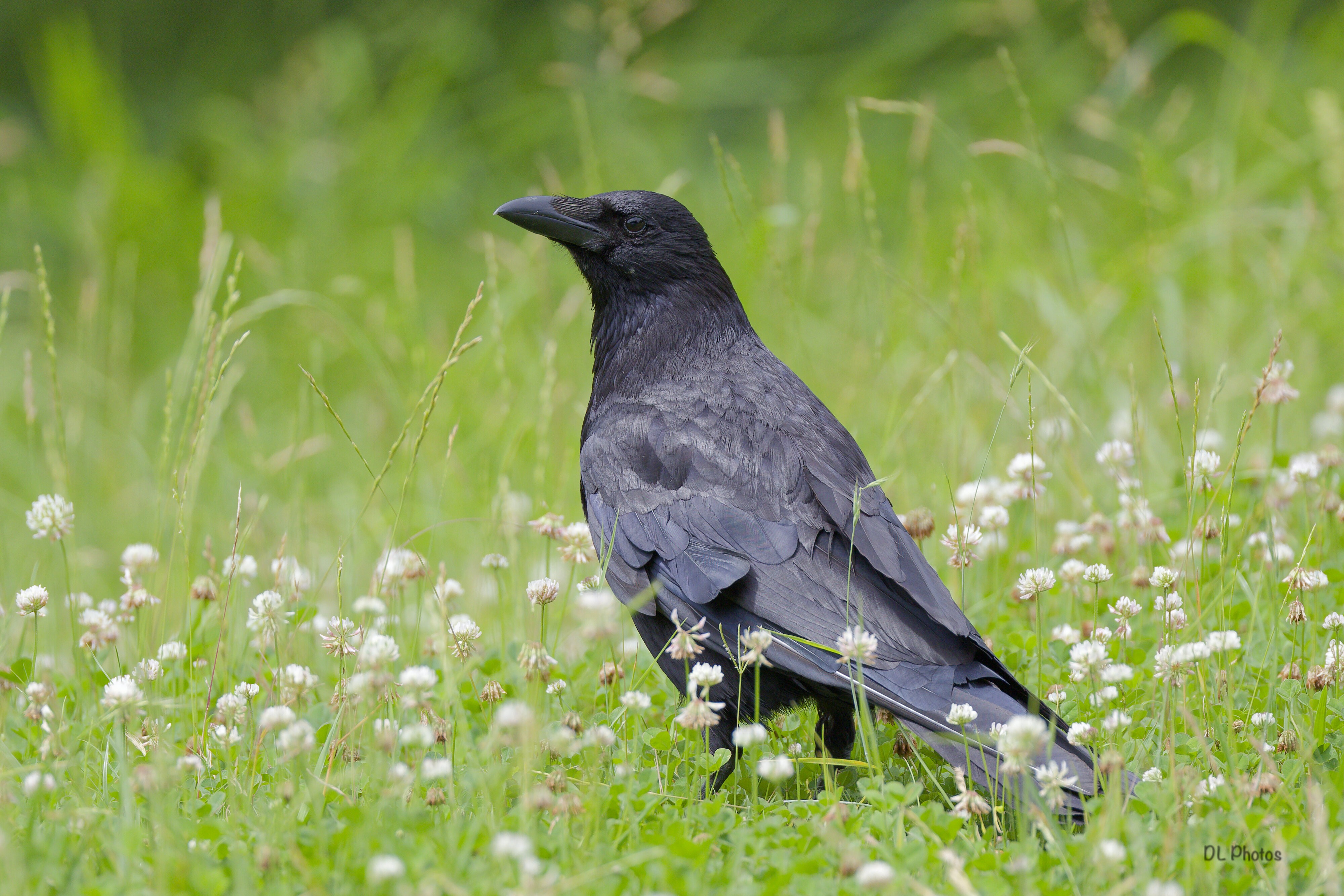 Carrion Crow