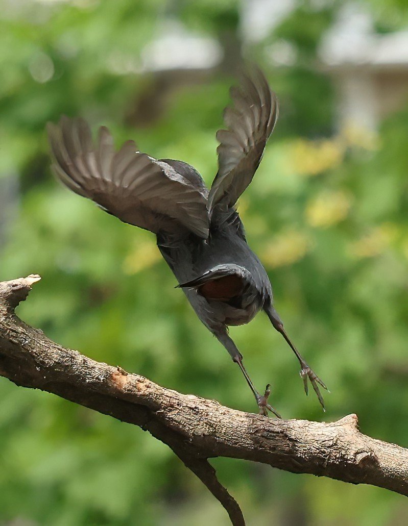 Catbird-.JPG