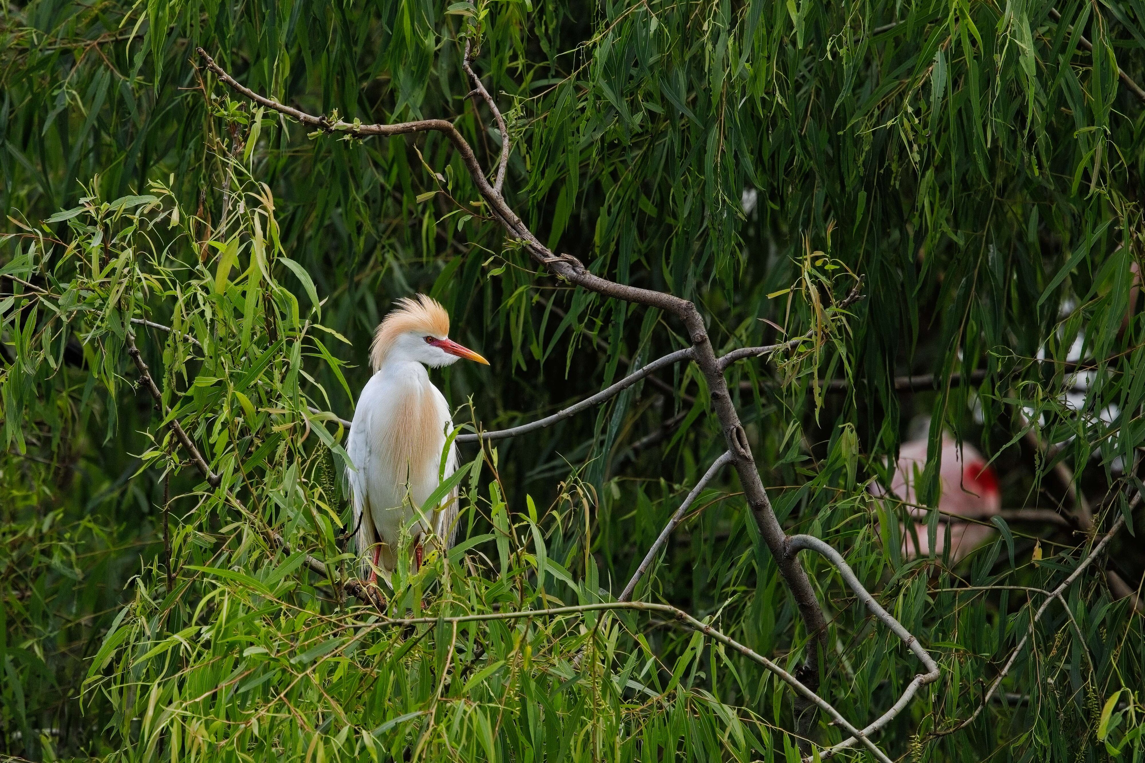 Cattle Egret in mating plumage