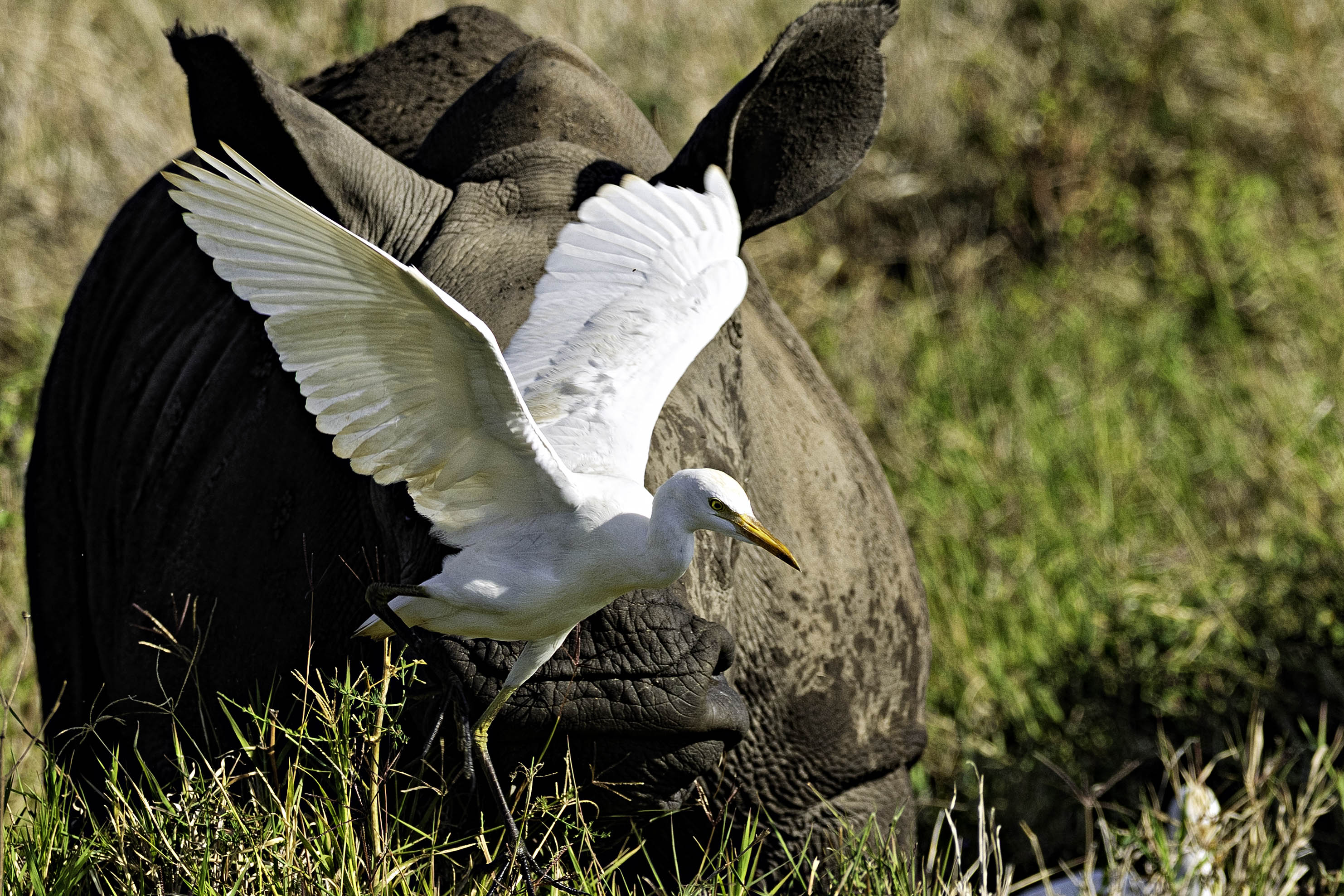 Cattle Egret, Lewa, Kenya-2.jpg