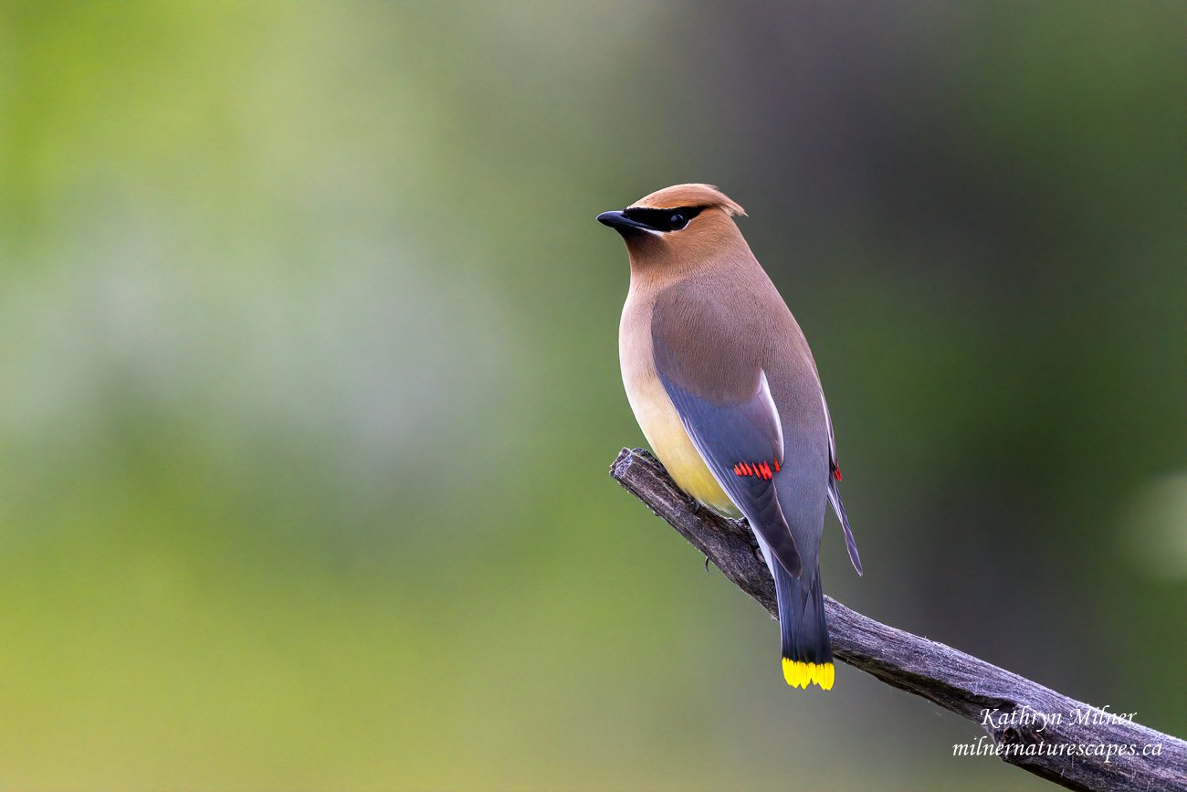 Cedar Waxwing.jpg