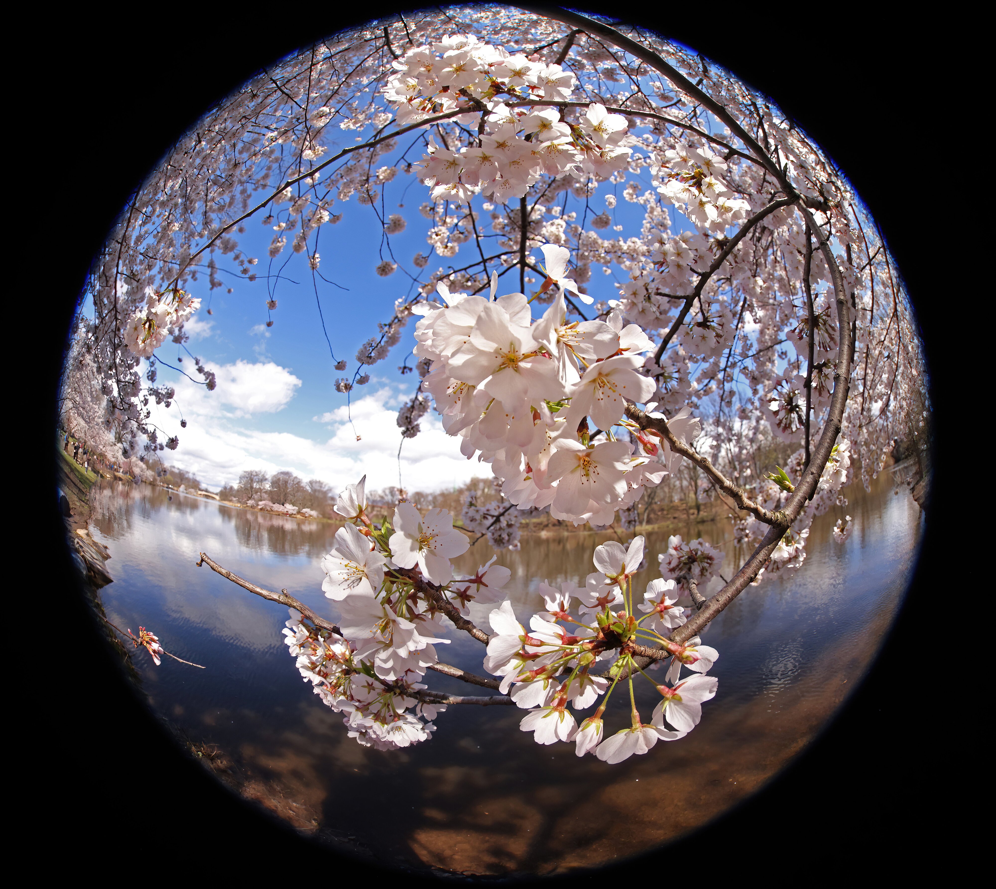 Cherry Blossom 1a.jpg