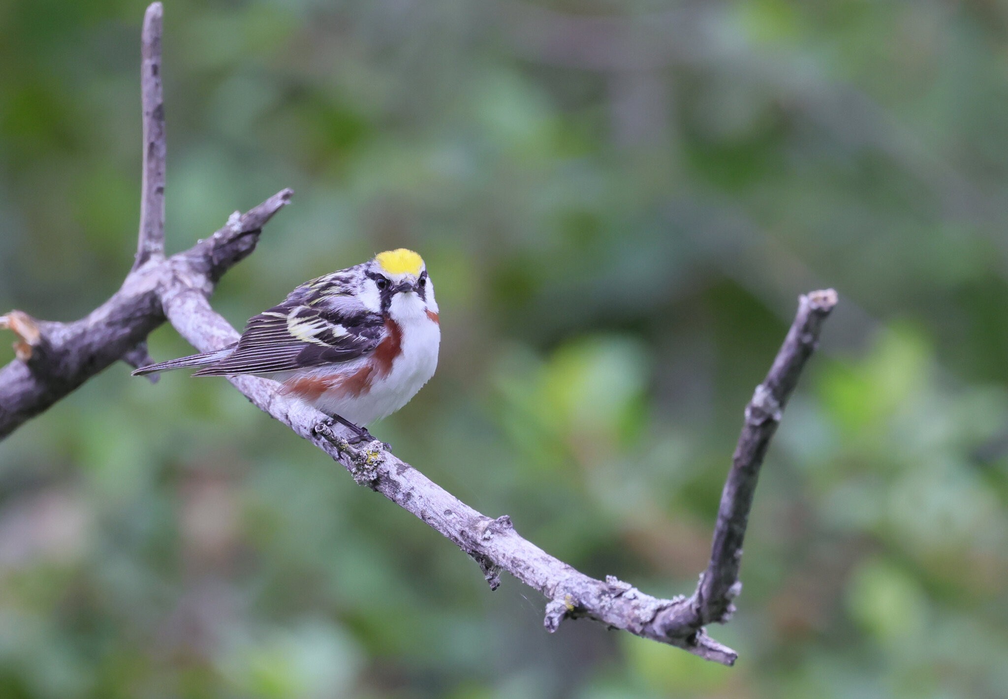 chestnut sided warbler.jpg