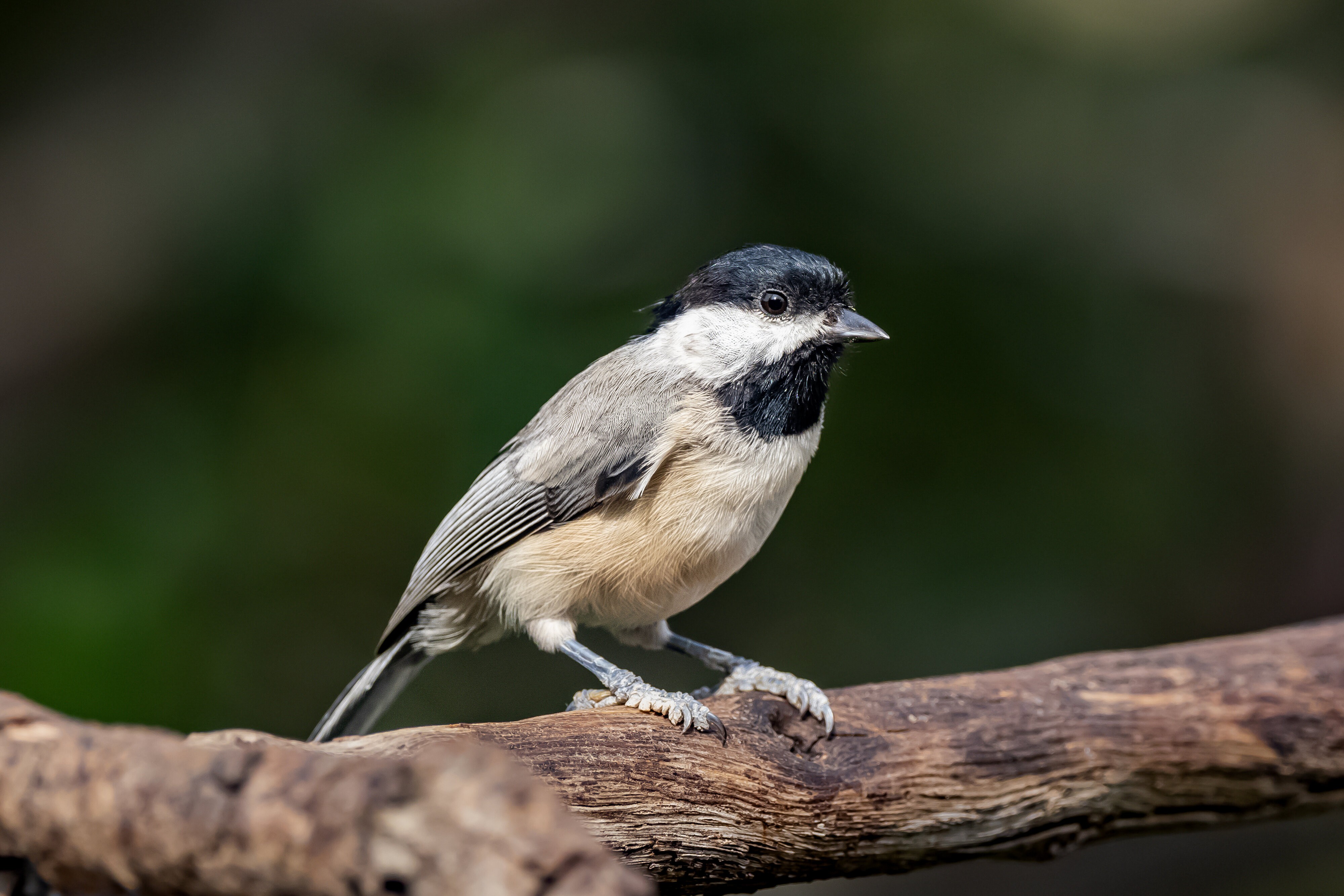 Chickadee