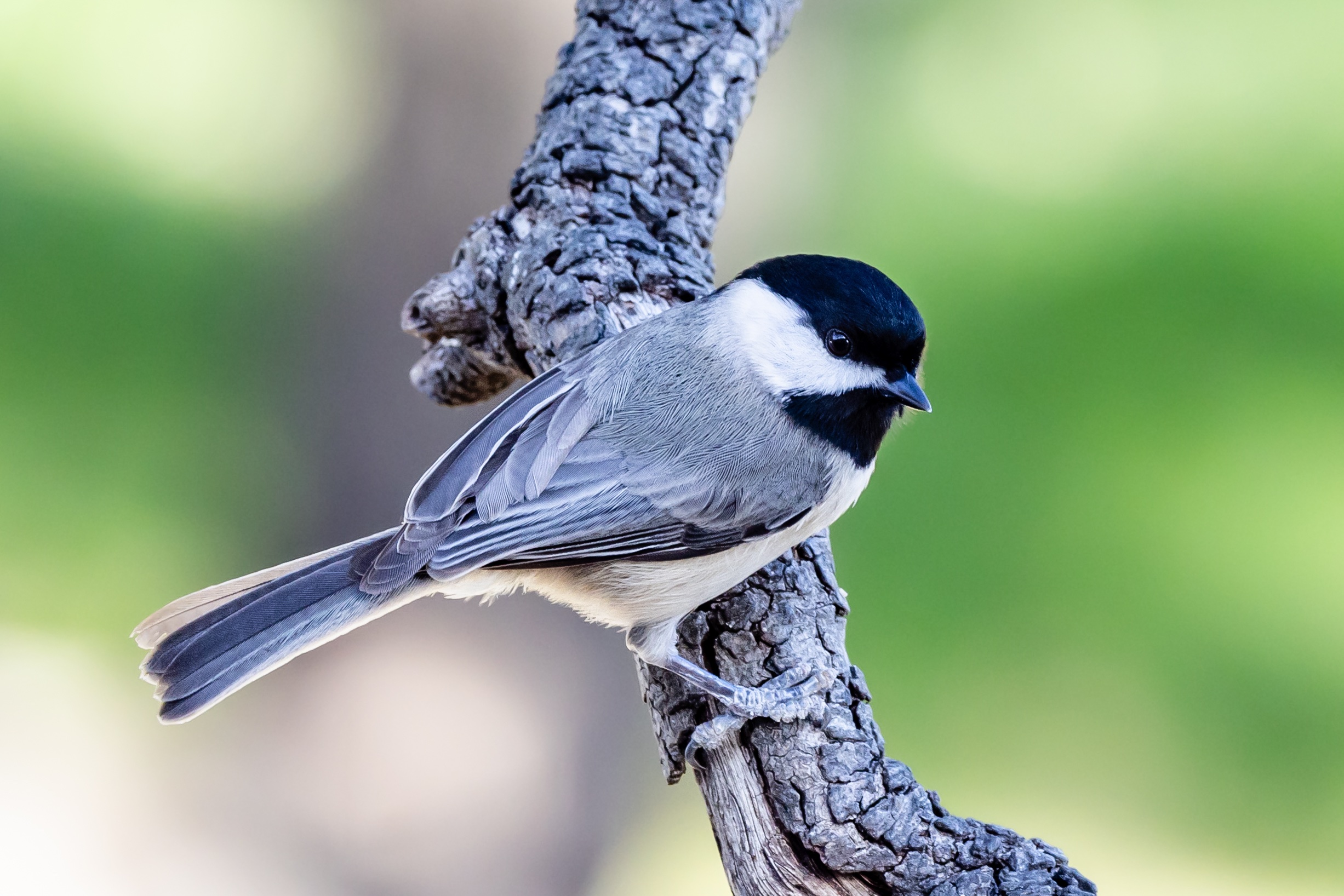 Chickadee