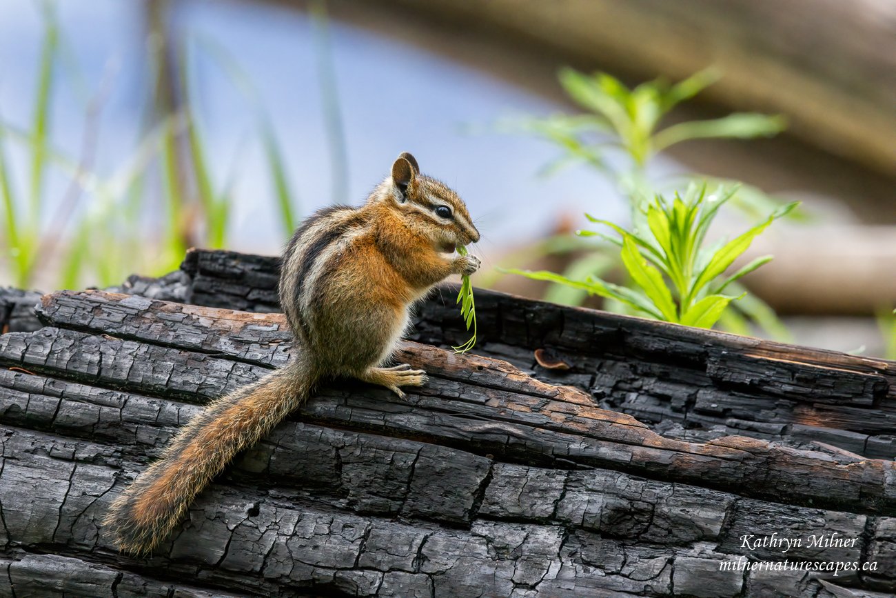 Chipmunk 4 years after forest fire.jpg