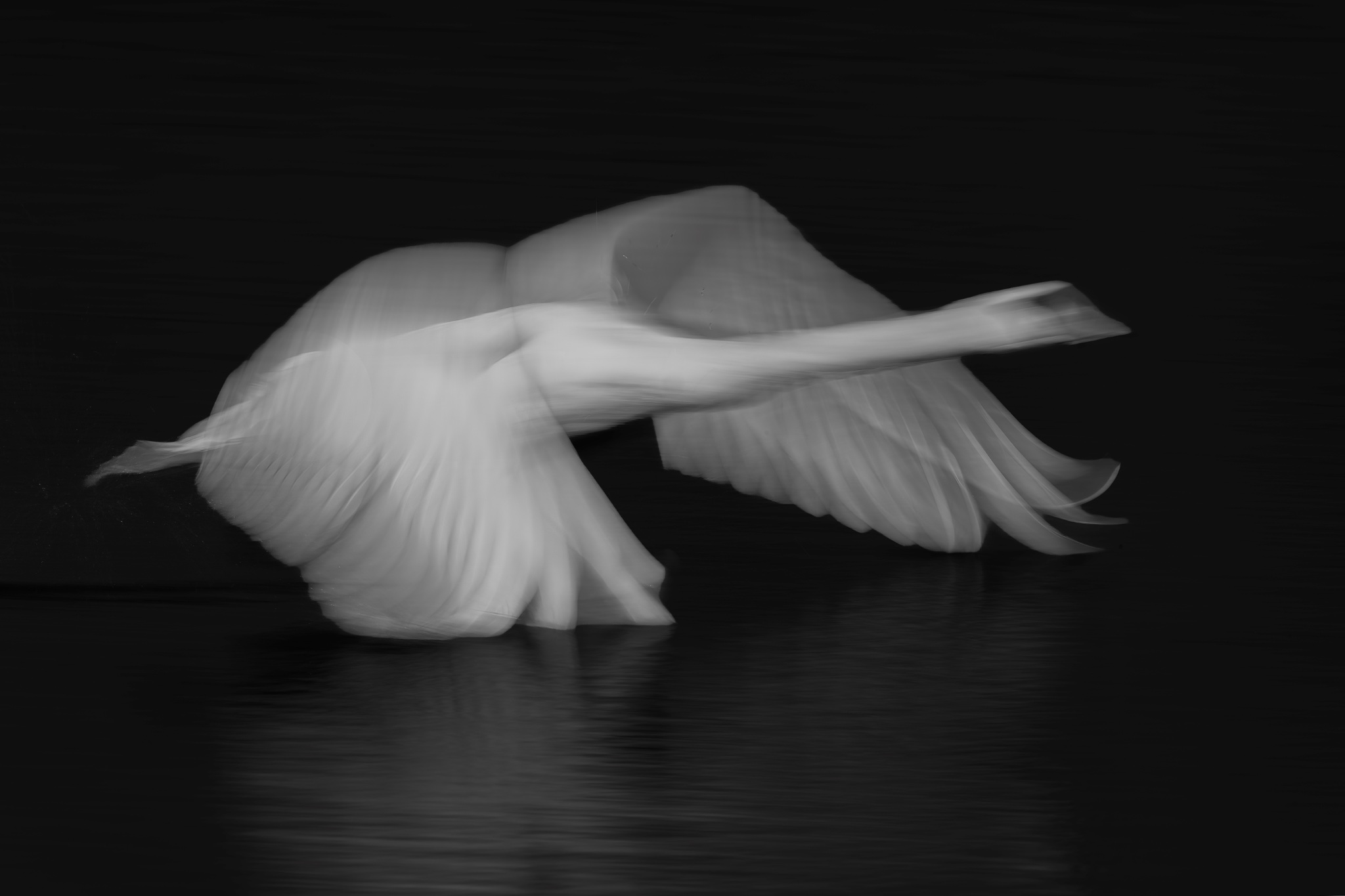 CignoB&W copia.jpg
