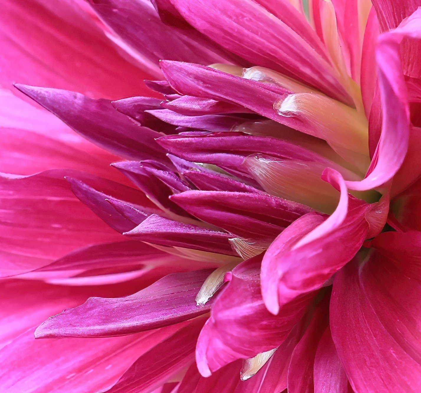 Close-up of Flower.JPG