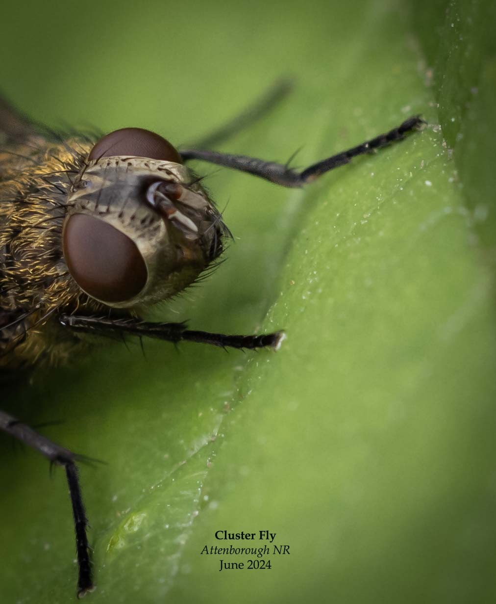 Cluster Fly 4.jpg | Canon RF Shooters Forums