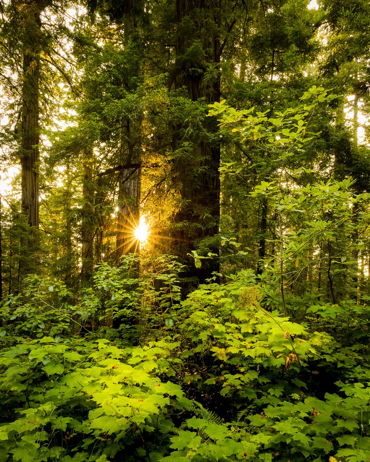 Coastal Redwood Grove