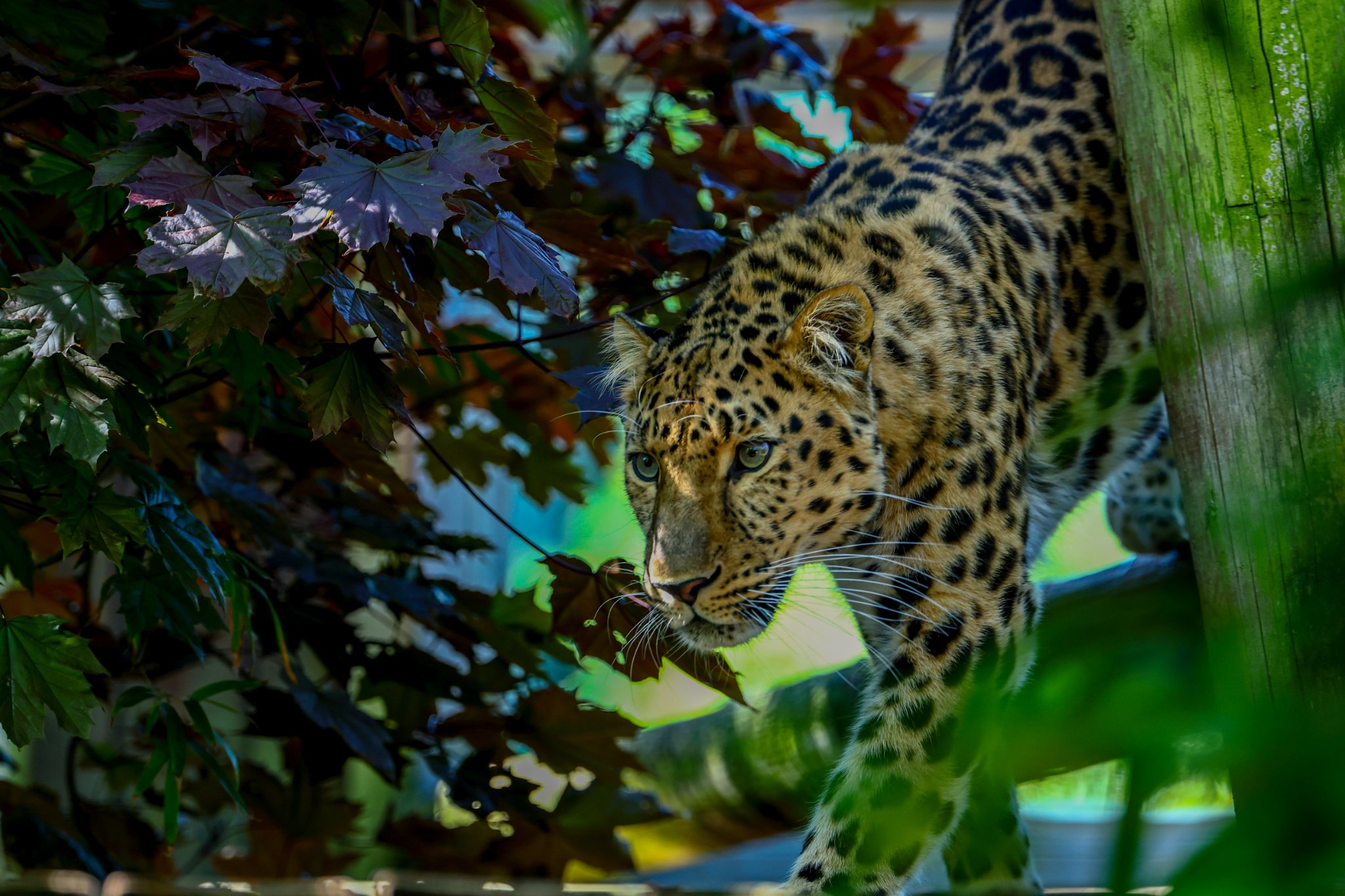 Colchester Zoo 10-05-25 0005.jpg