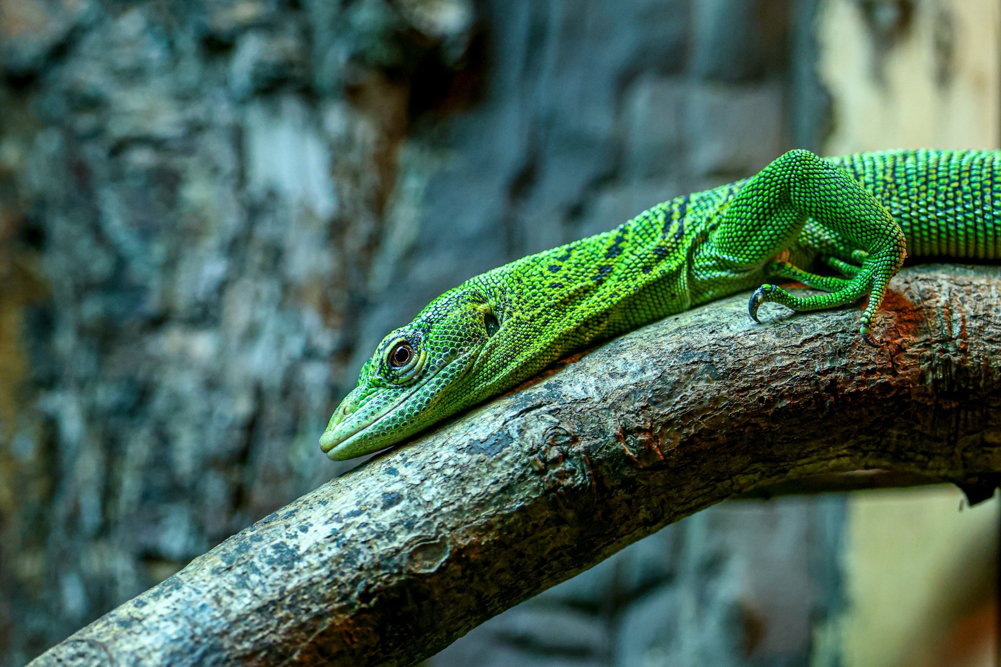 Colchester Zoo 10-05-25 0009.jpg