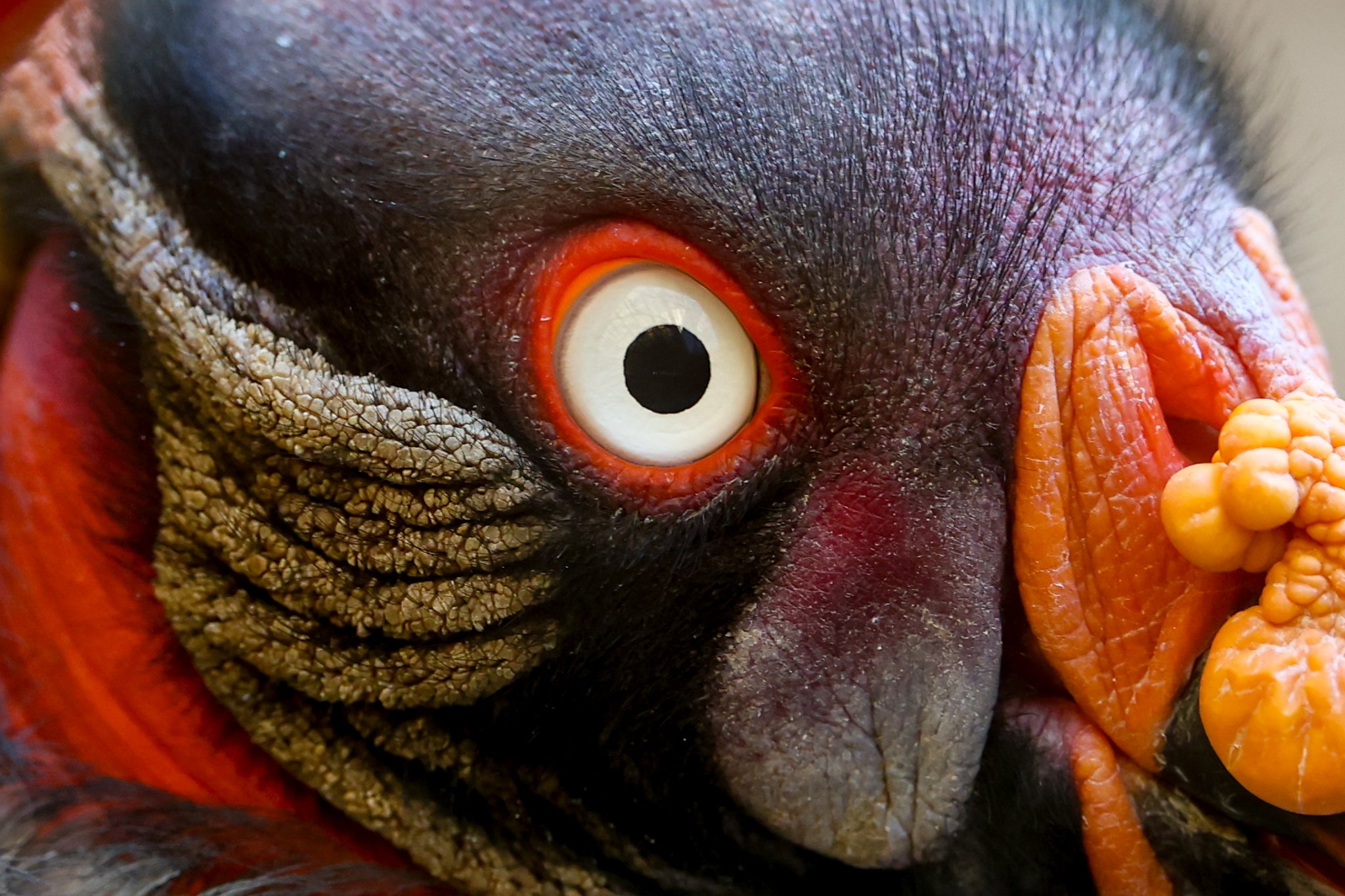 Colchester Zoo 10-05-25 0013.jpg