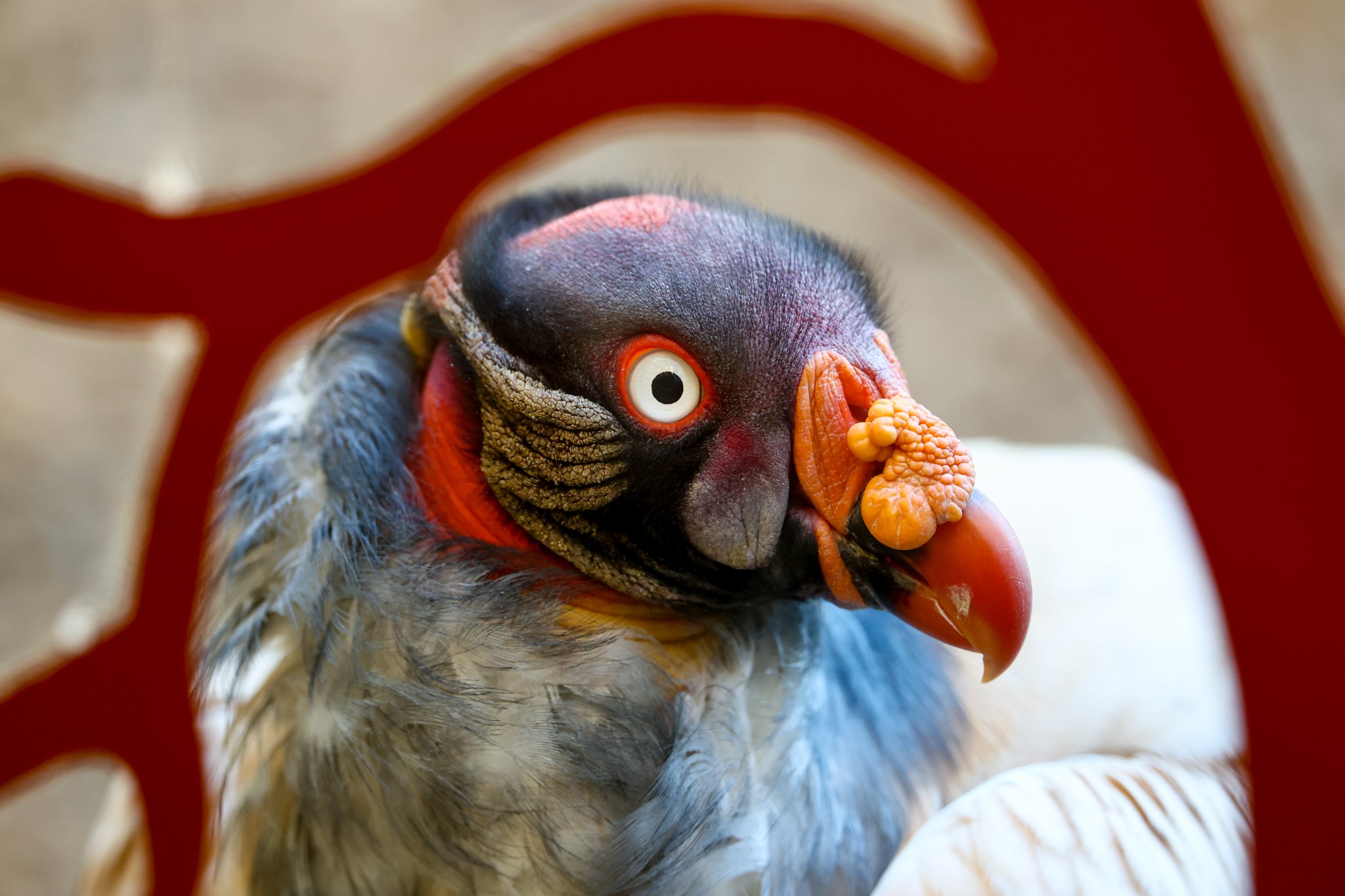 Colchester Zoo 10-05-25 0014.jpg