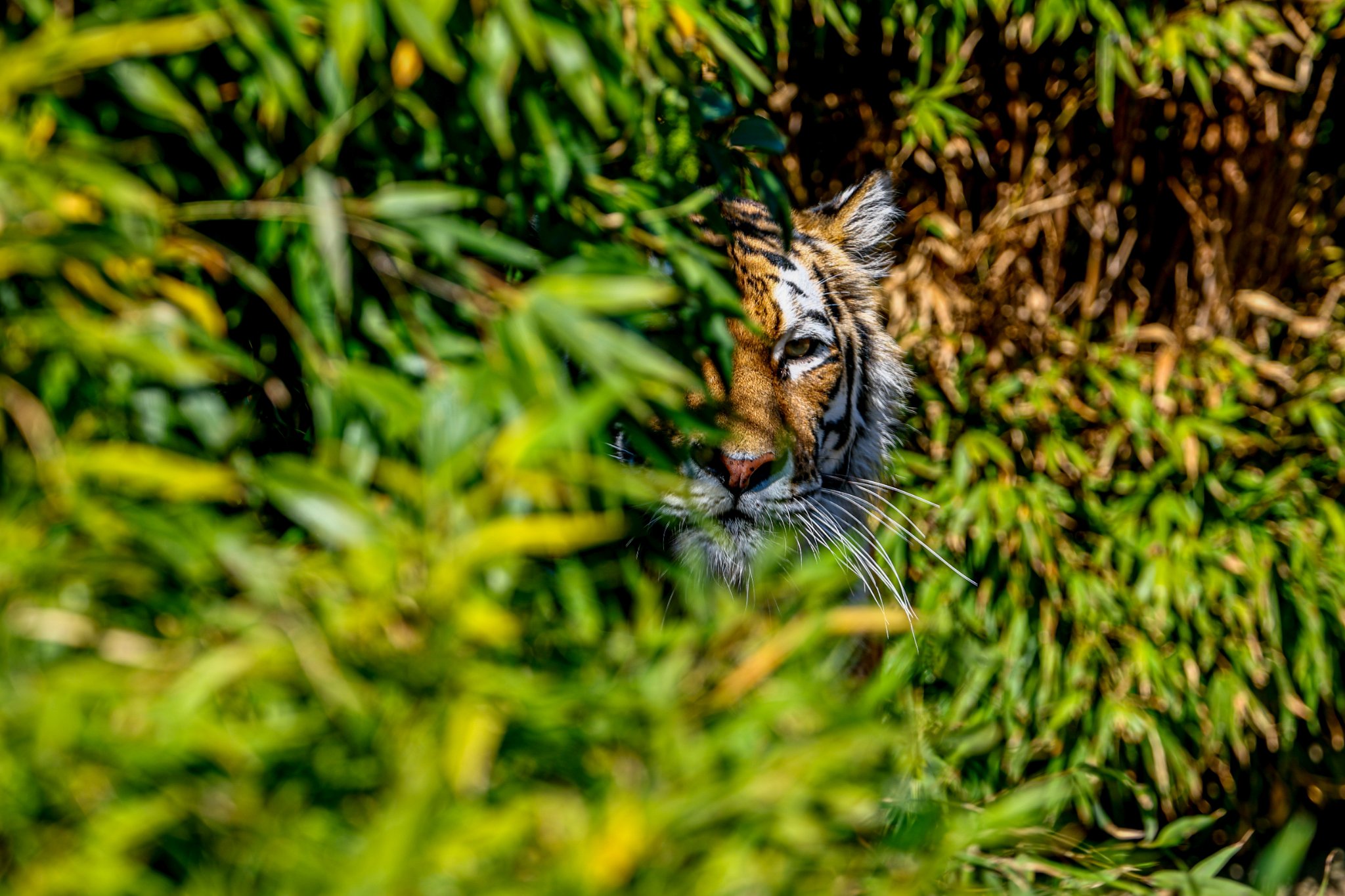 Colchester Zoo 10-05-25 0022.jpg