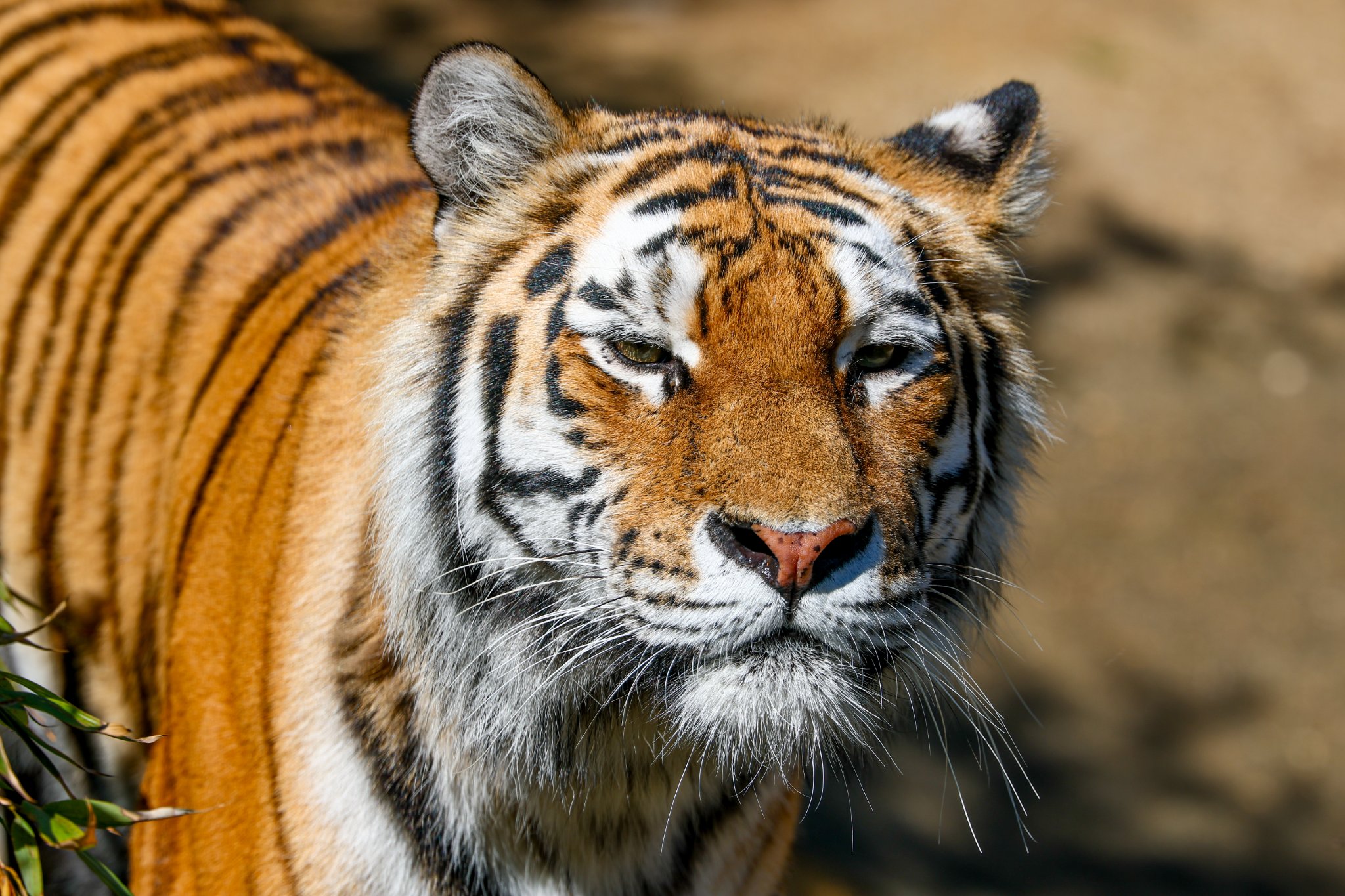 Colchester Zoo 10-05-25 0027.jpg