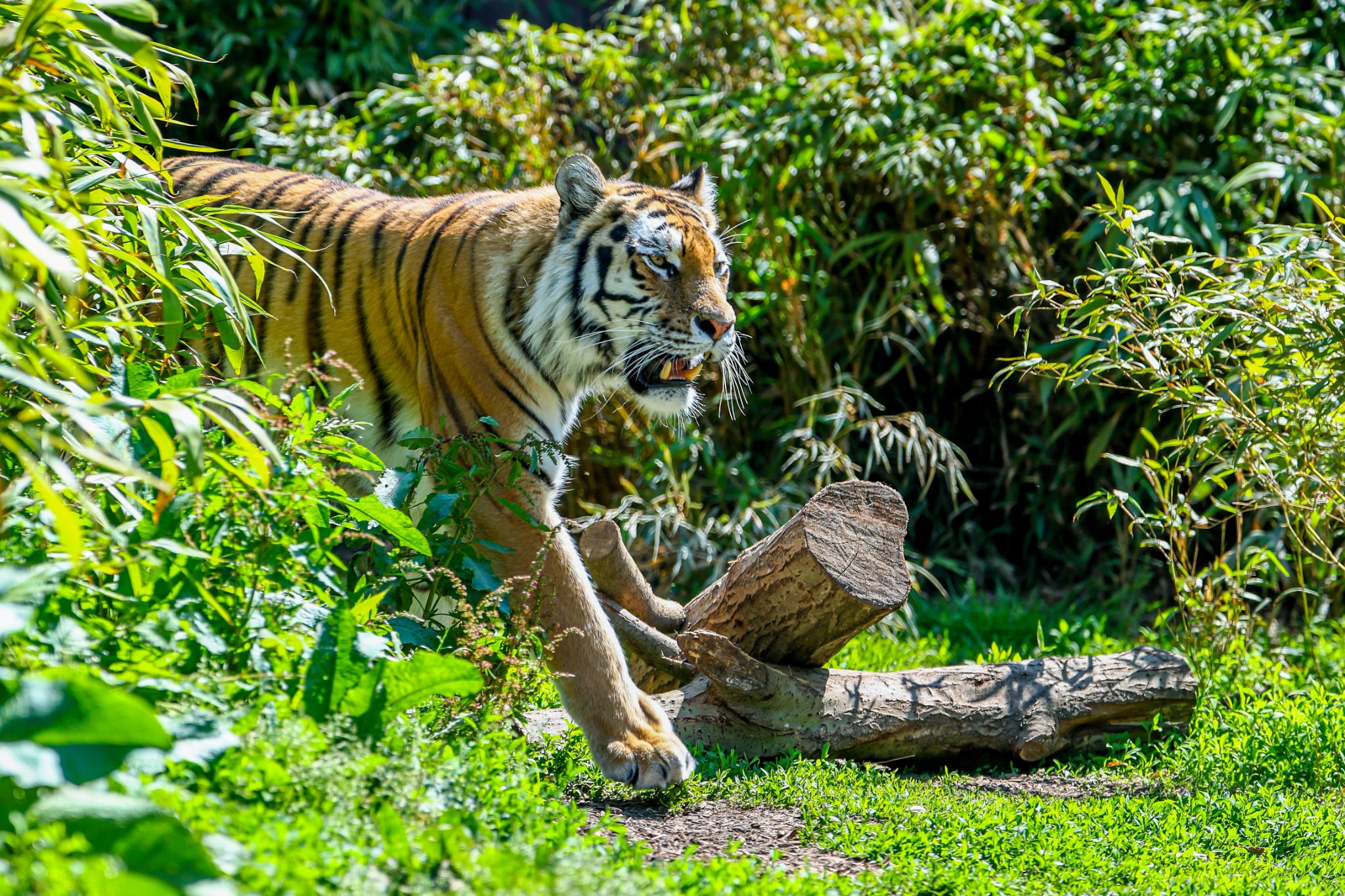 Colchester Zoo 10-05-25 0042.jpg
