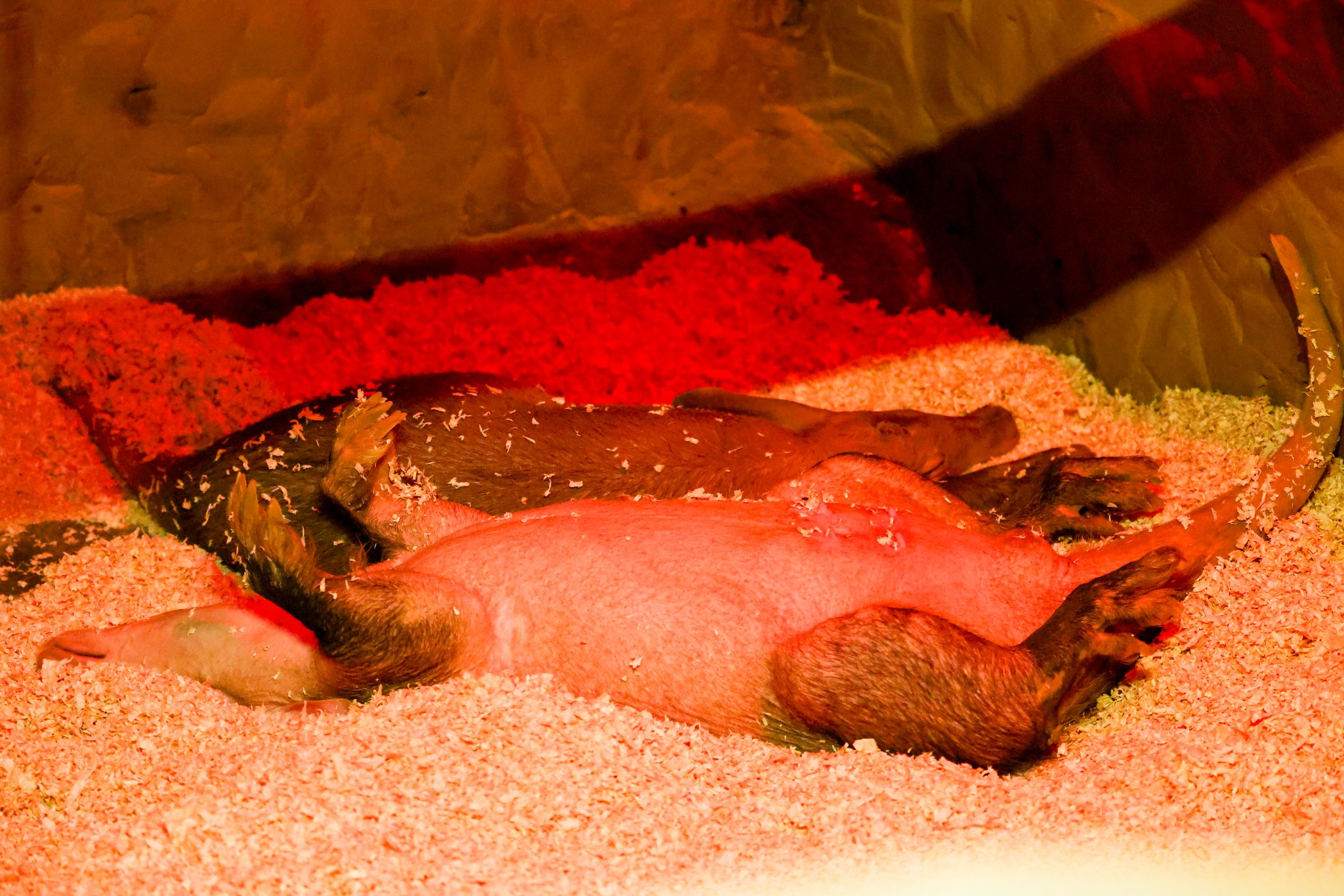 Colchester Zoo 10-05-25 0045.jpg