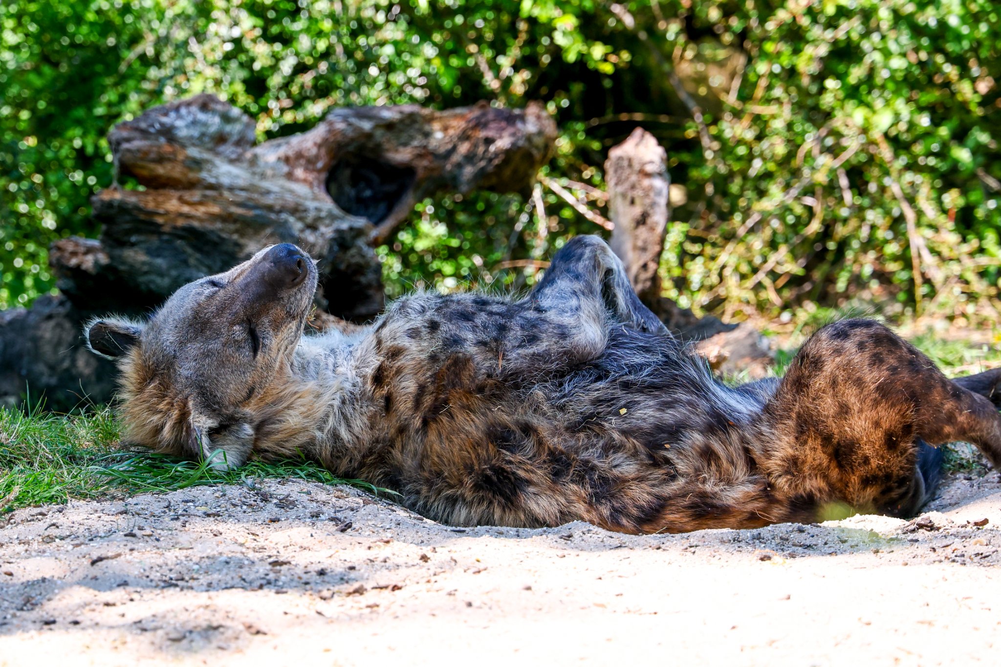 Colchester Zoo 10-05-25 0077.jpg