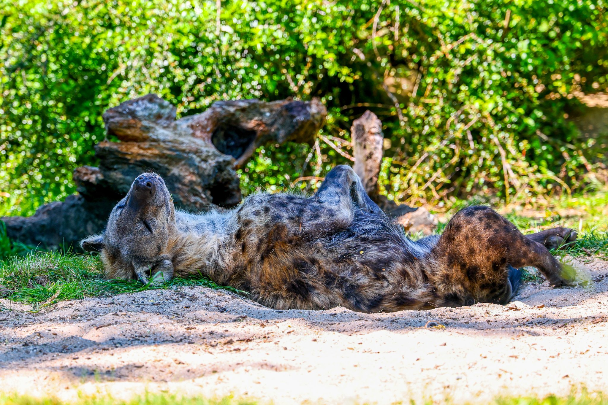 Colchester Zoo 10-05-25 0078.jpg