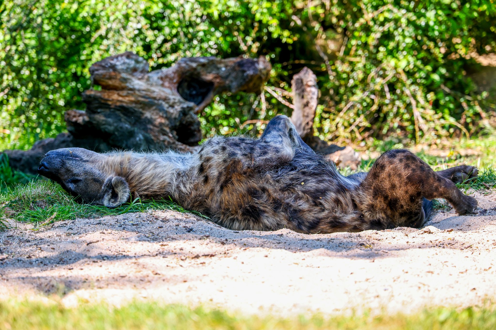 Colchester Zoo 10-05-25 0079.jpg