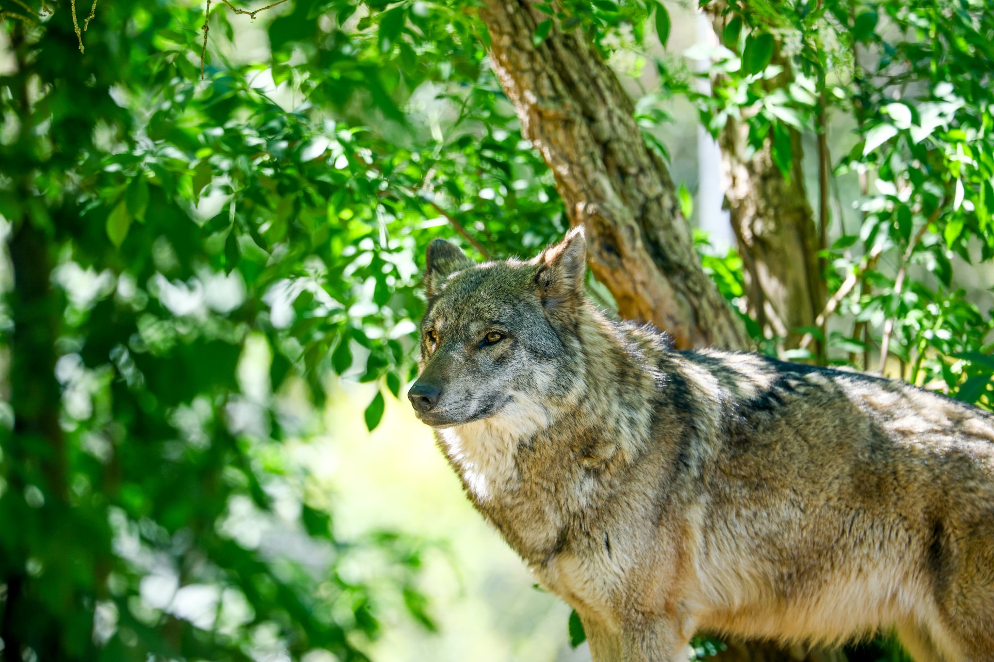Colchester Zoo 10-05-25 0106.jpg