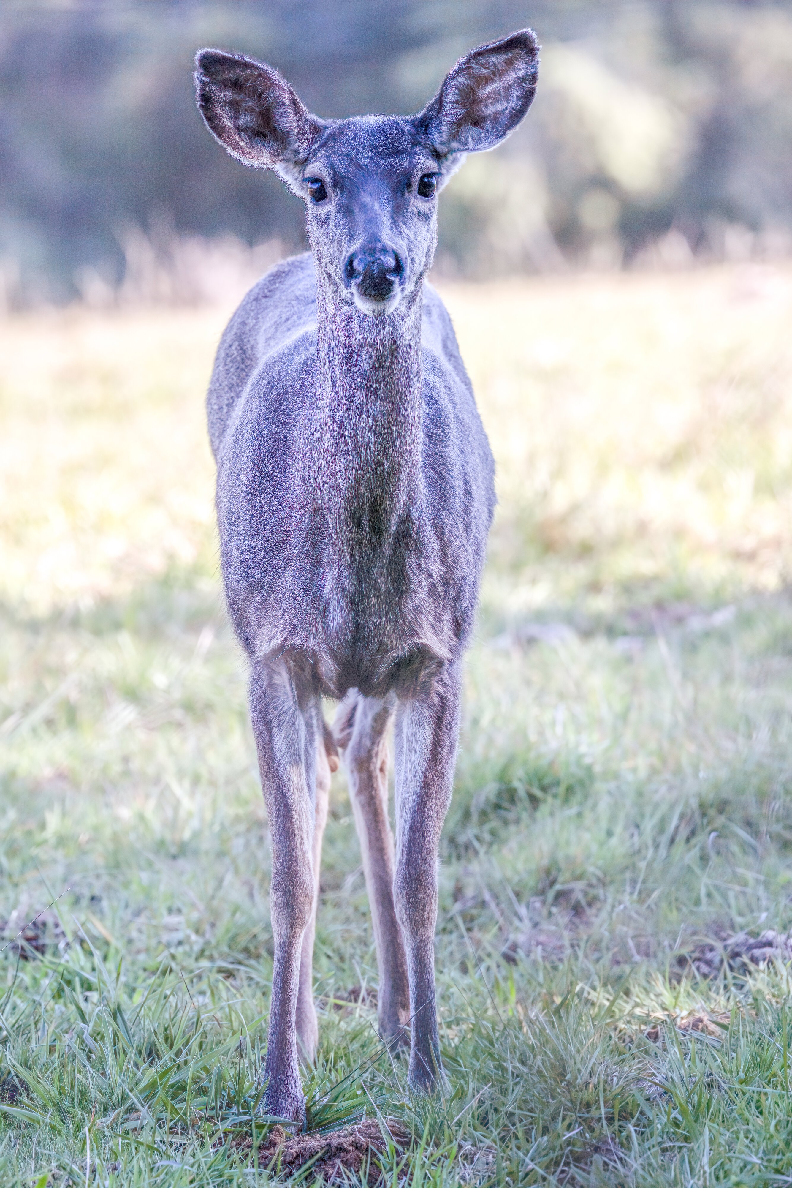 Columbian Black-tail Deer