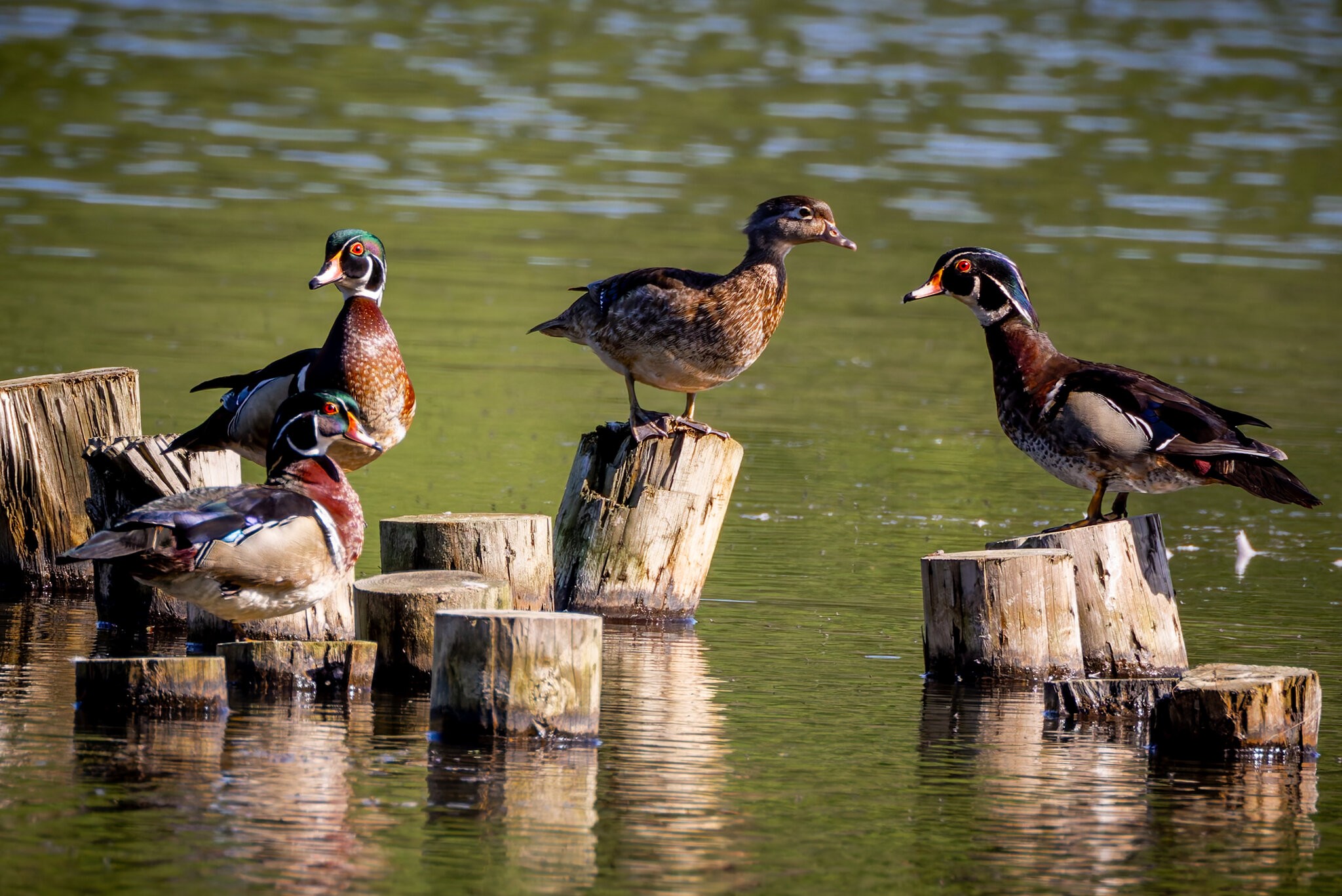 ColyerLake_WoodDucks-1.jpg