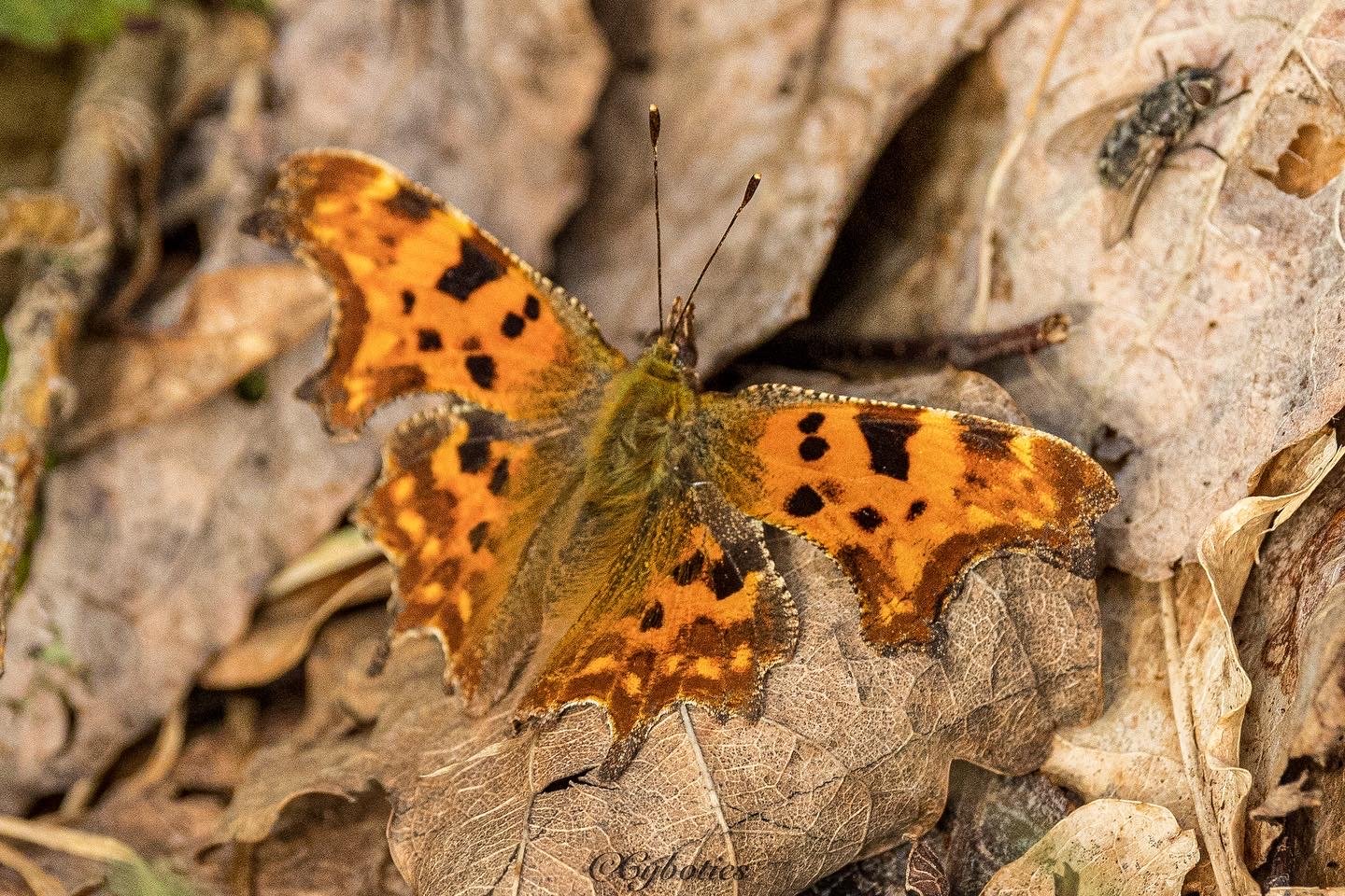 Comma butterfly