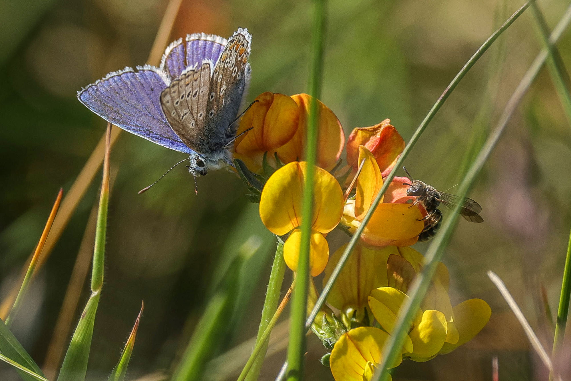 Common Blue and friend