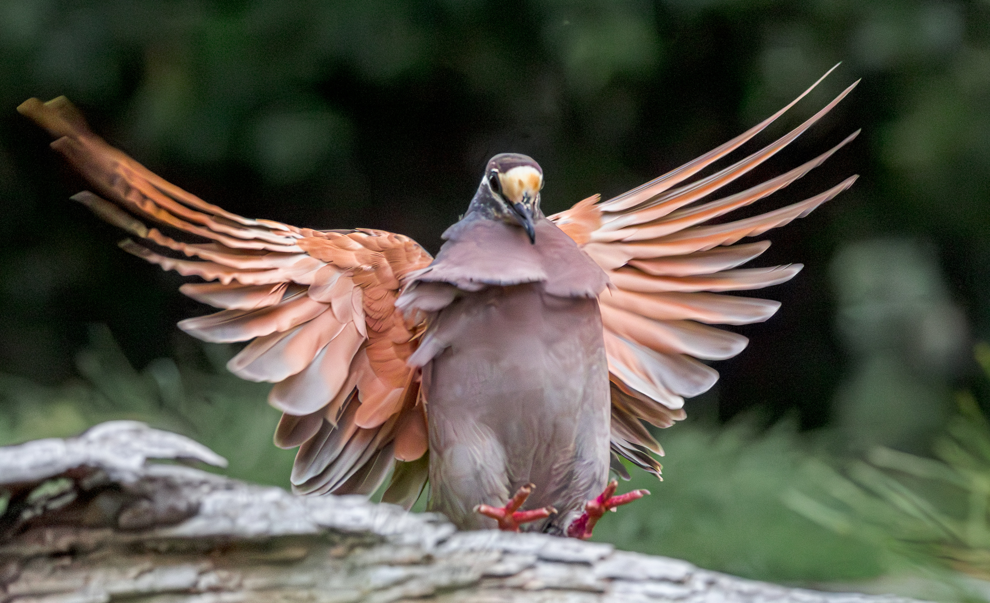 Common Bronzewing.jpg