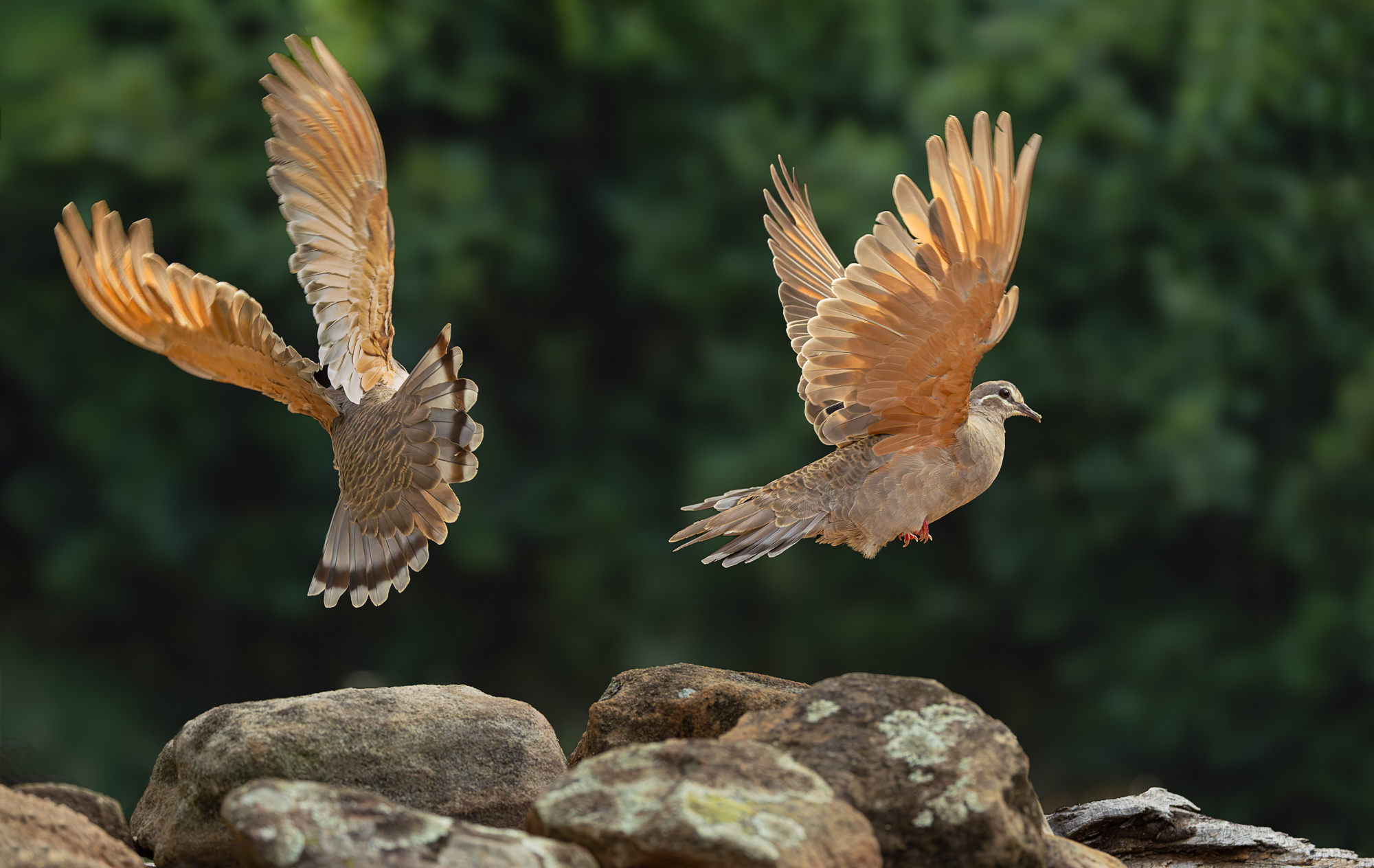 Common Bronzewings.jpg