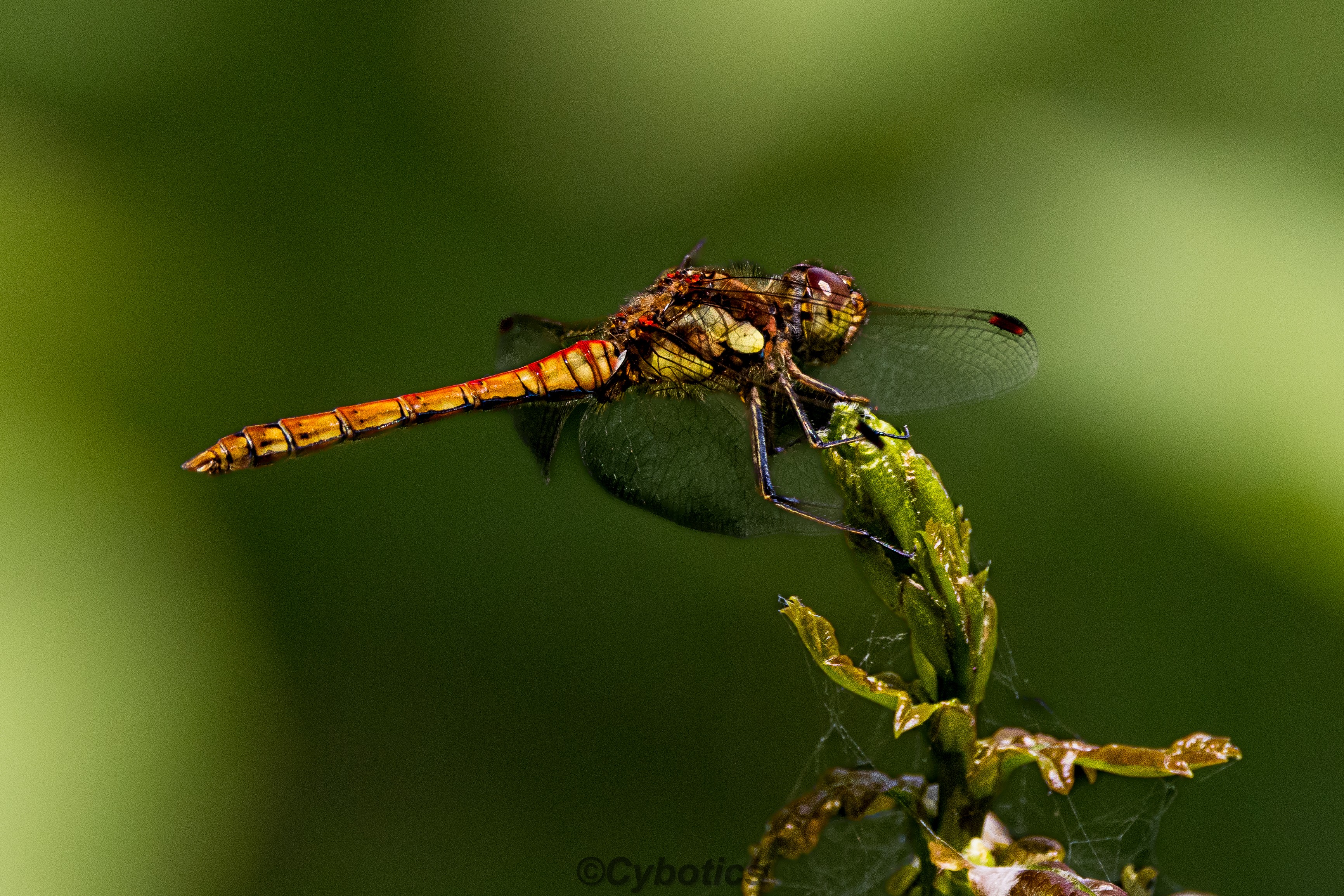 Common Darter