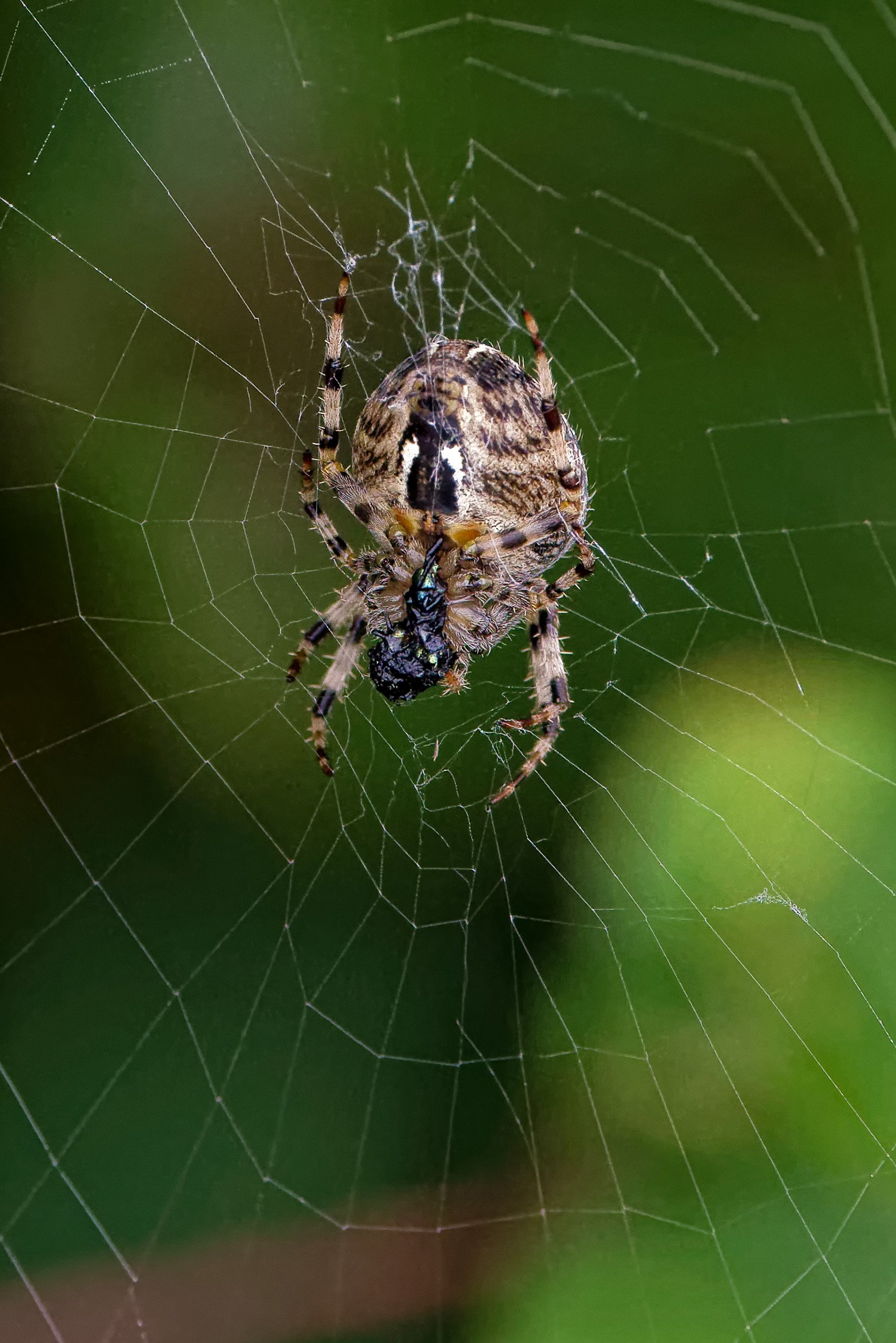 Common Garden Spider