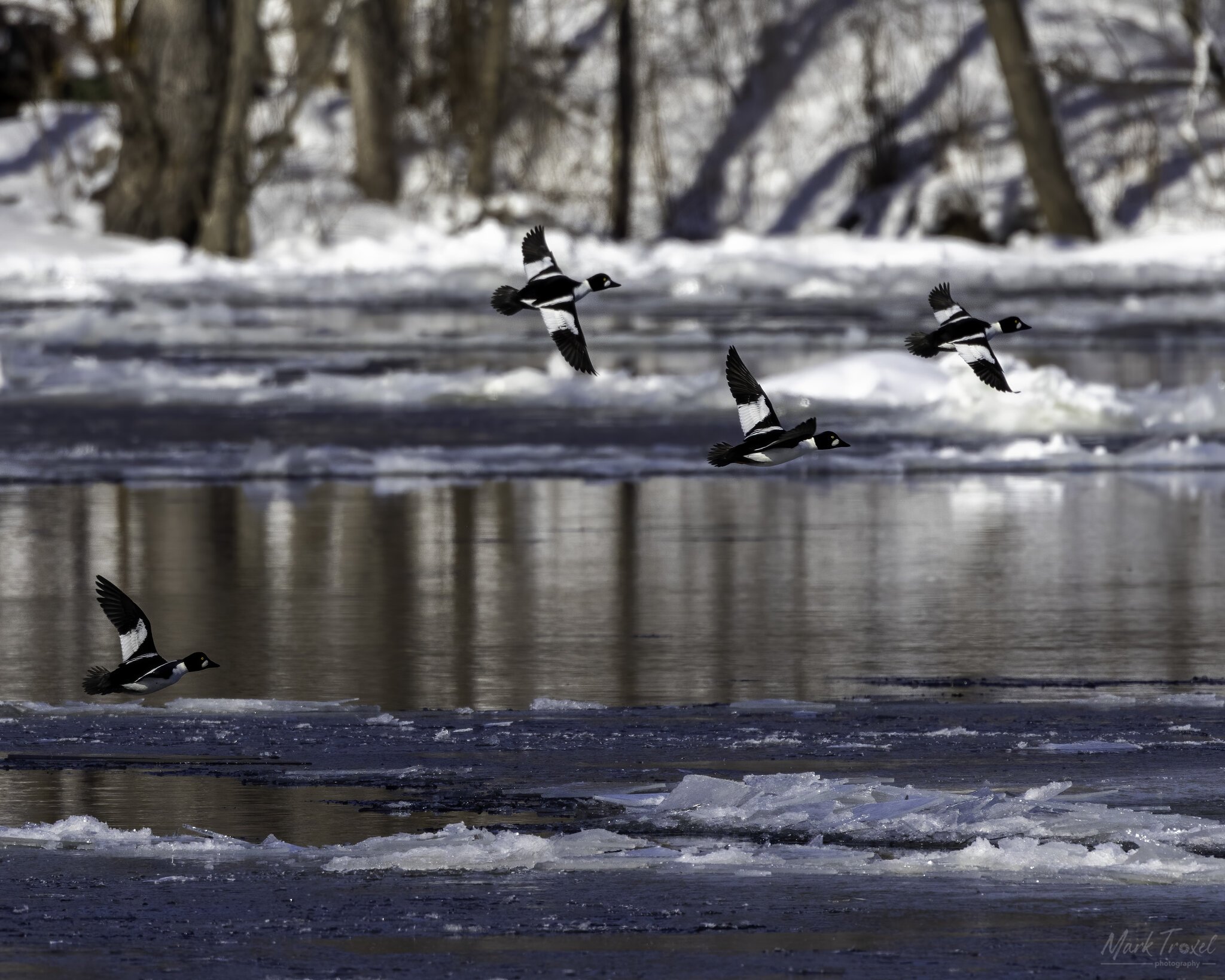 Common Goldeneyes flying over icy river.jpg