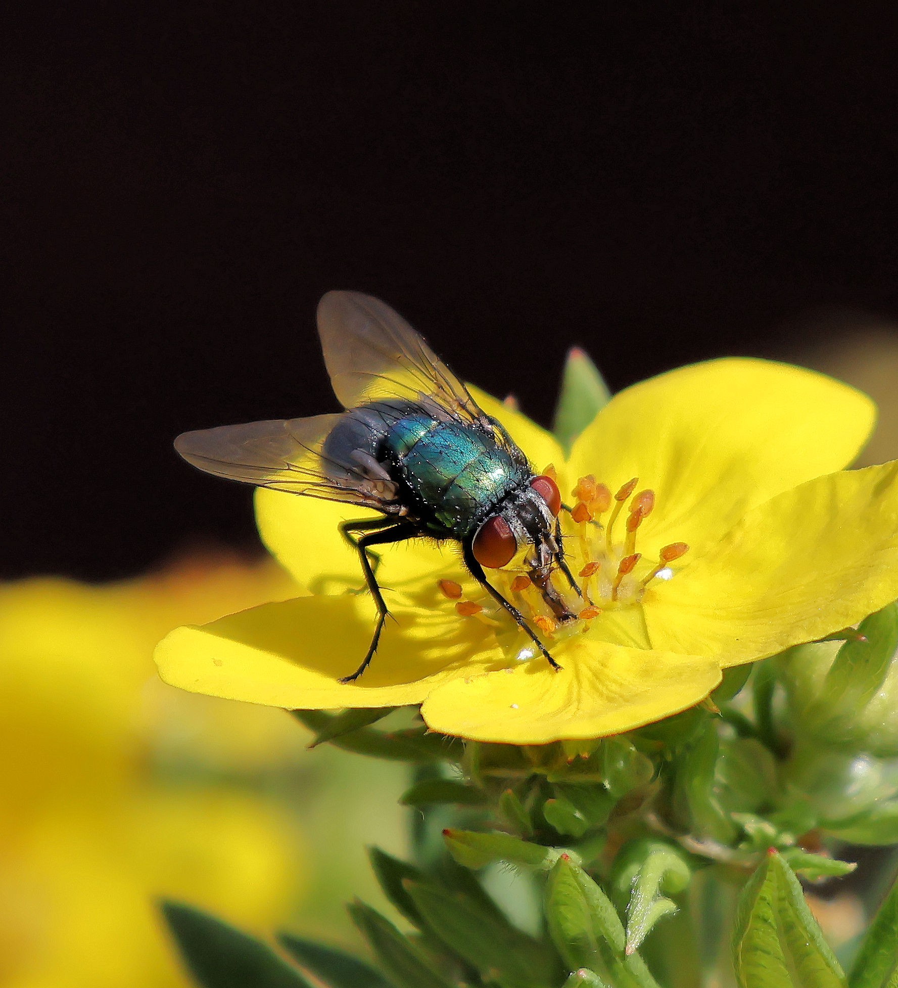 Common Green Bottle-Lucilla serricata.jpg