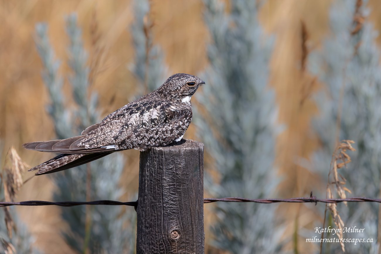 Common Nighthawk 2.jpg