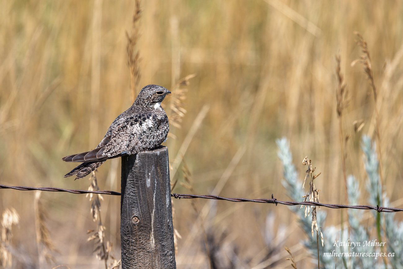 Common Nighthawk.jpg