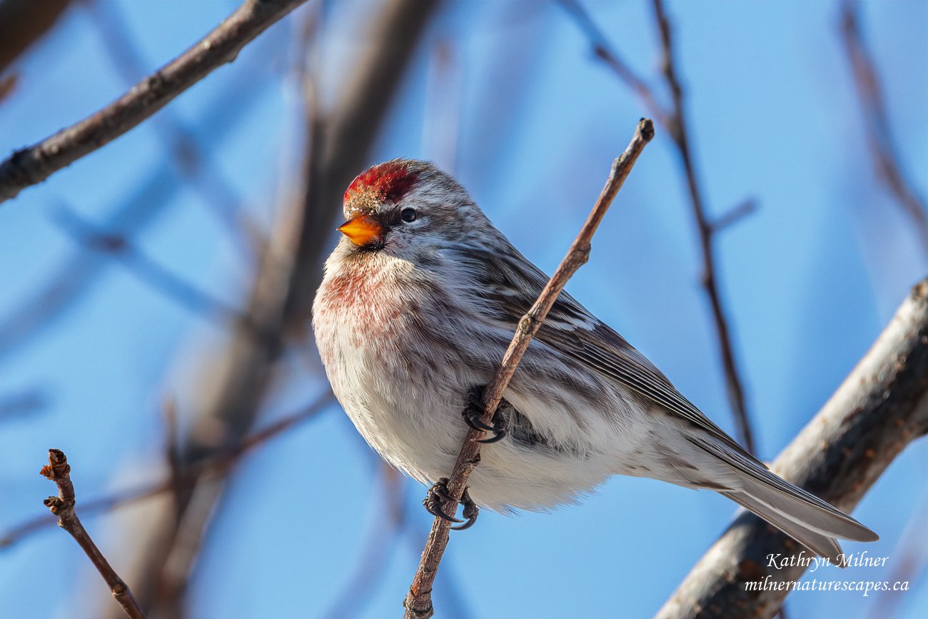 Common Redpoll, male.jpg