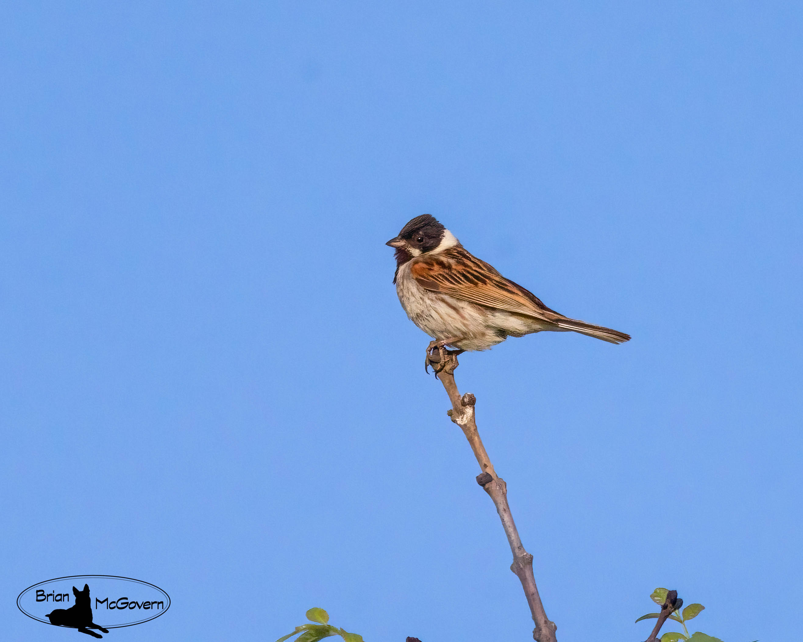 Common Reed Bunting.jpg