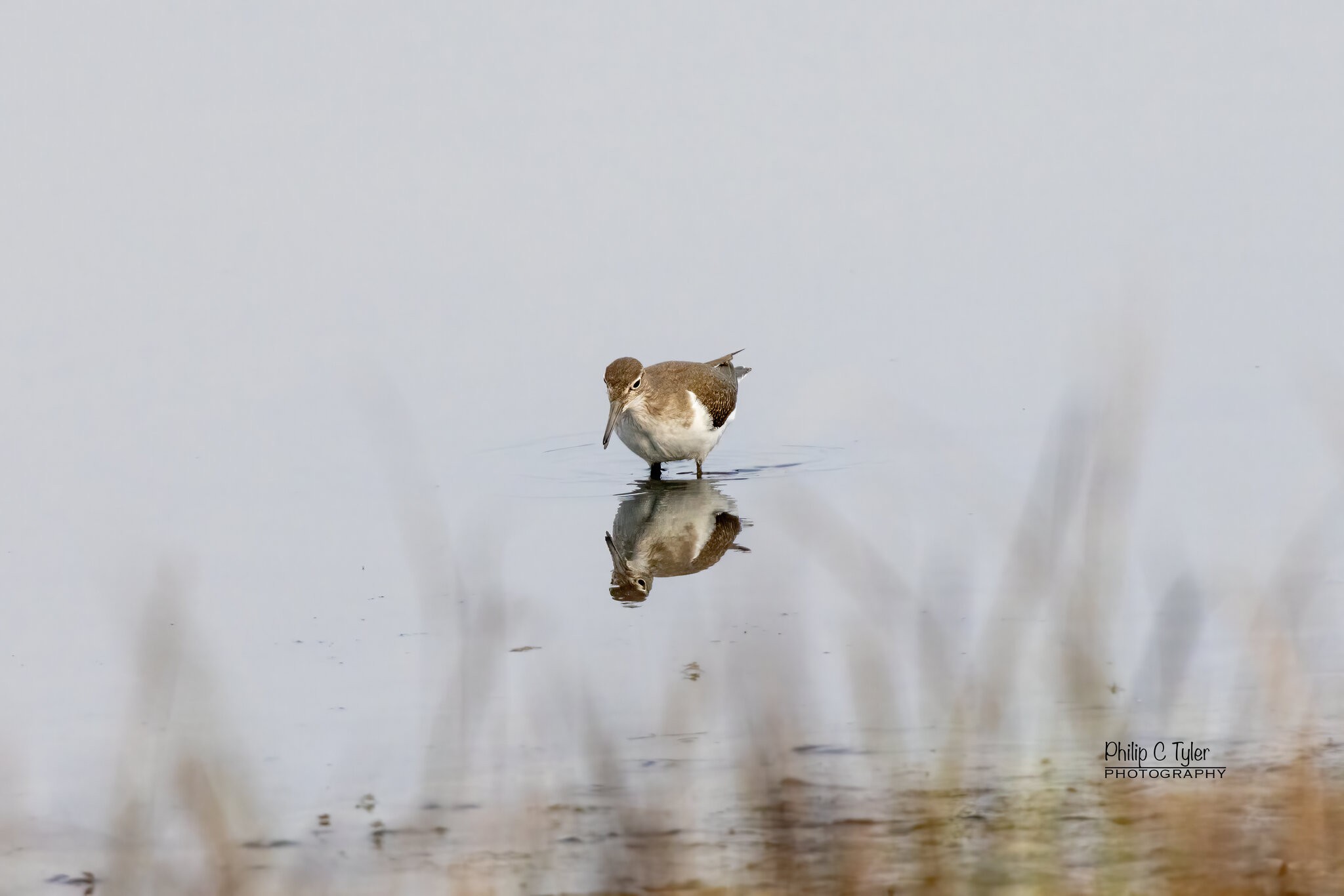 Common Sandpiper R7-019500.jpg